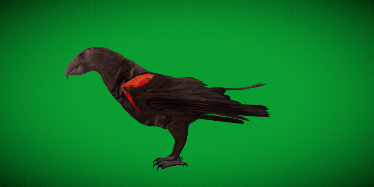 Pesquet Dracula Parrot Bird Low-poly 3D model_10