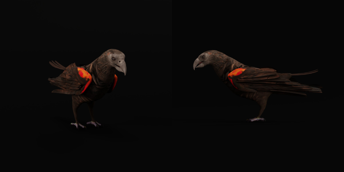 Pesquet Dracula Parrot Bird Low-poly 3D model_28