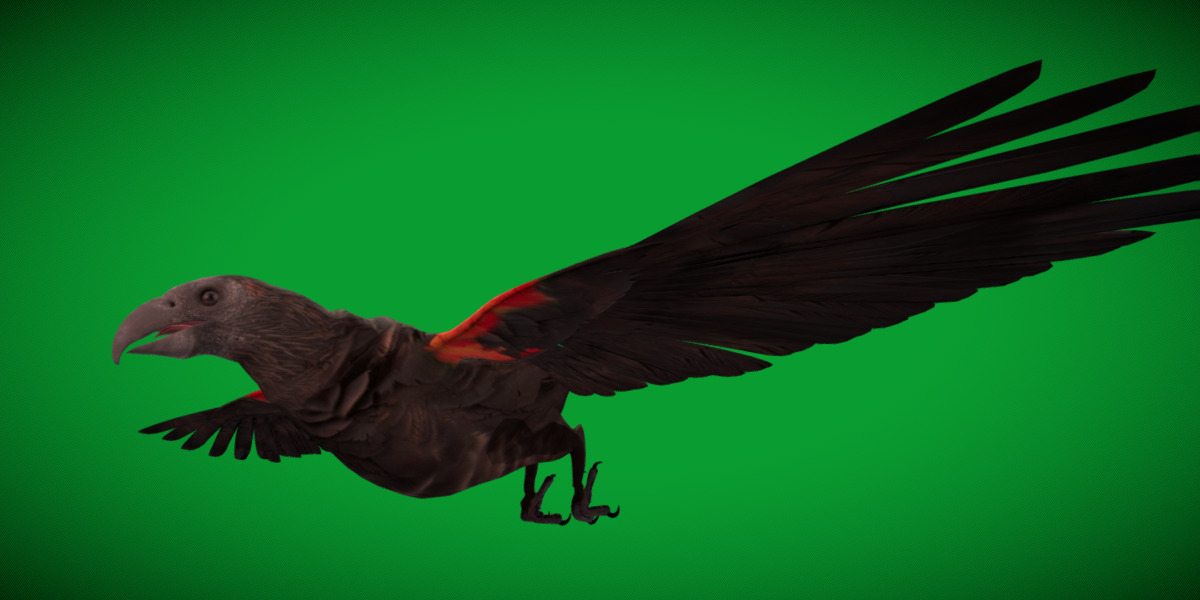 Pesquet Dracula Parrot Bird Low-poly 3D model_47