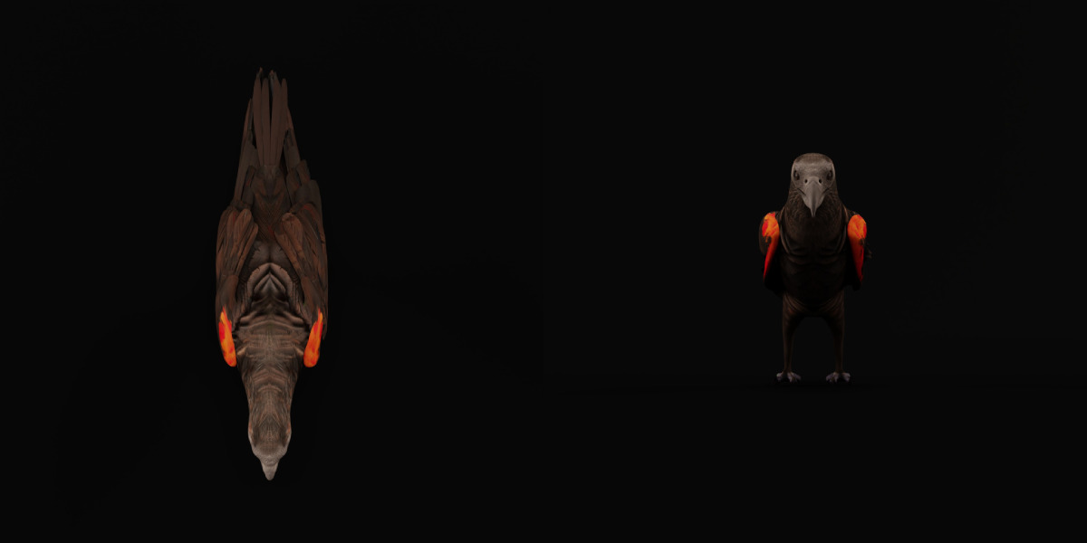 Pesquet Dracula Parrot Bird Low-poly 3D model_29