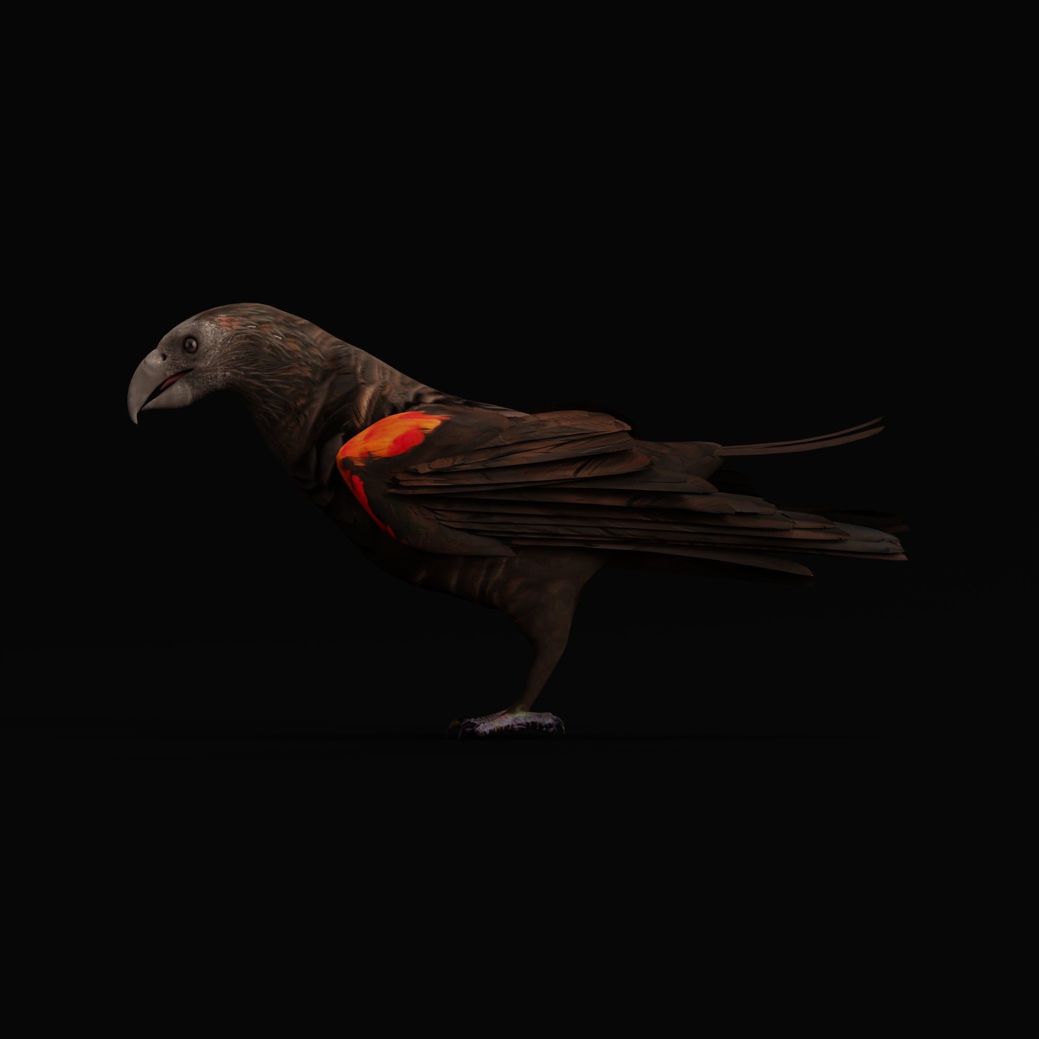 Pesquet Dracula Parrot Bird Low-poly 3D model_51