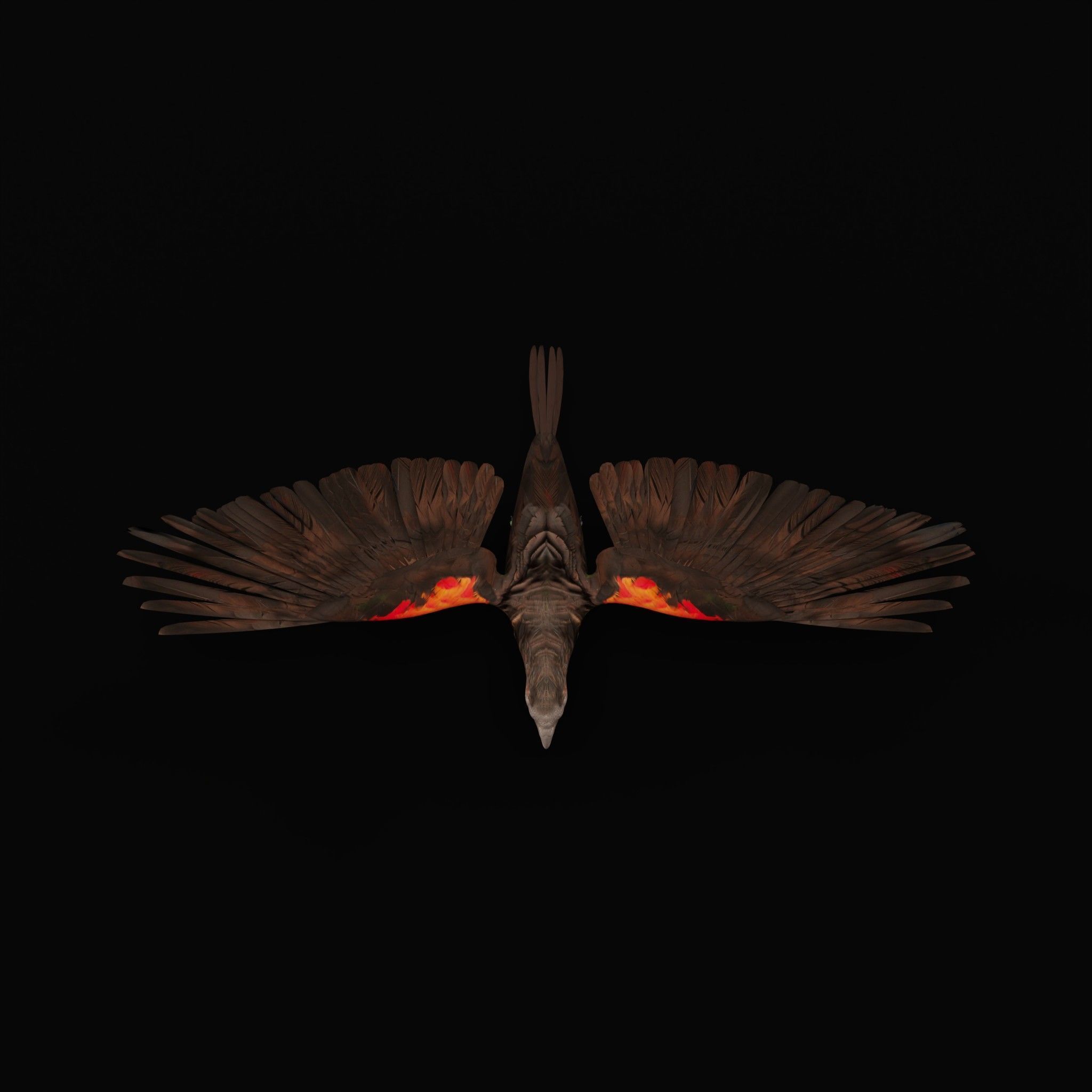 Pesquet Dracula Parrot Bird Low-poly 3D model_50