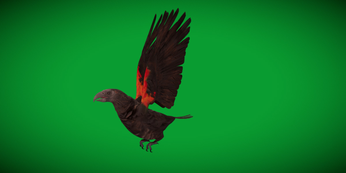 Pesquet Dracula Parrot Bird Low-poly 3D model_42