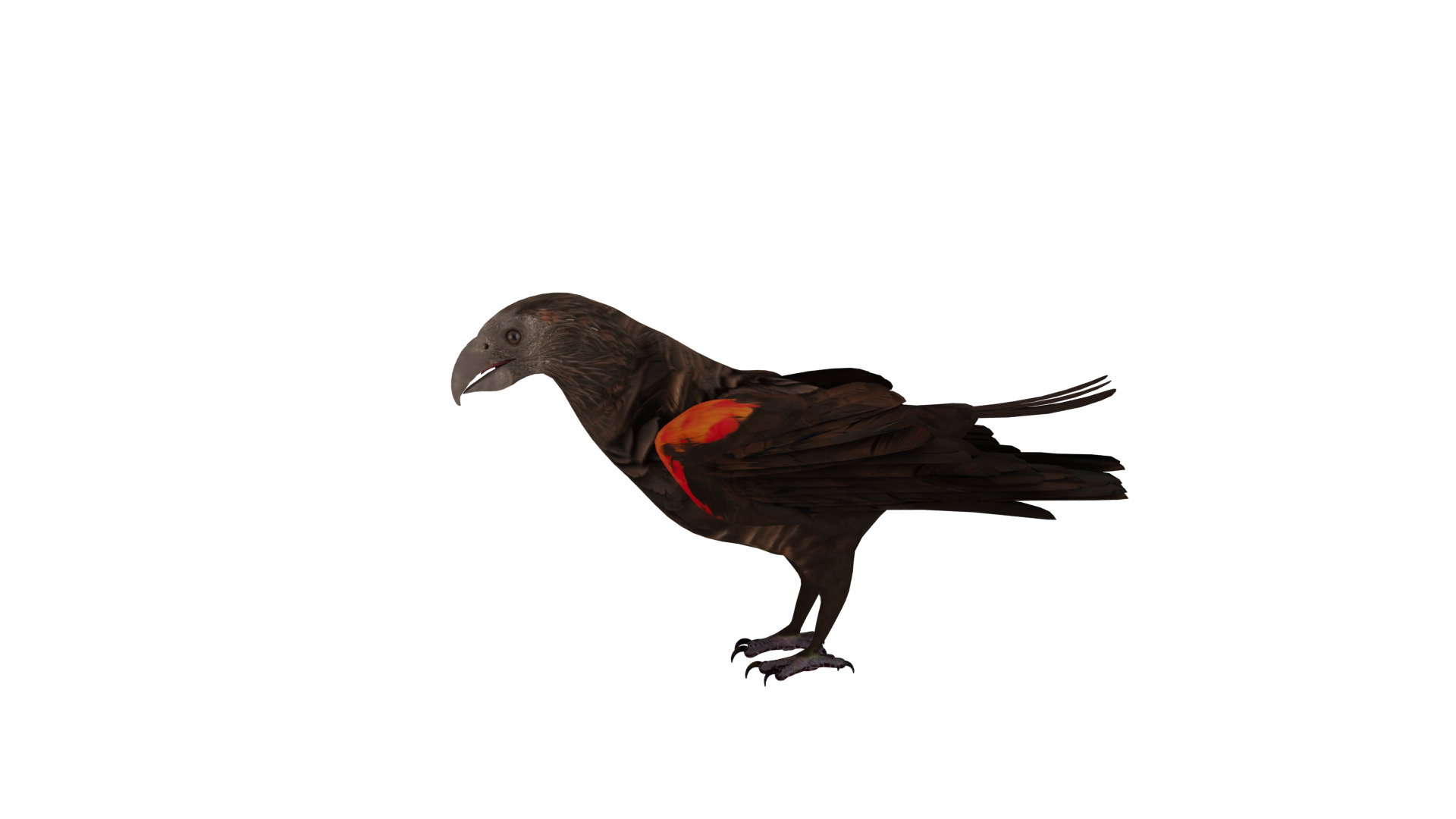 Pesquet Dracula Parrot Bird Low-poly 3D model_54