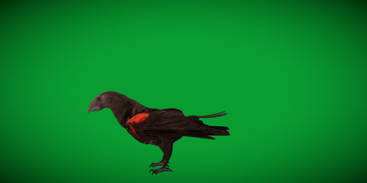 Pesquet Dracula Parrot Bird Low-poly 3D model_8