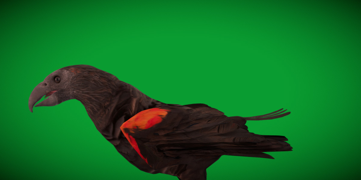 Pesquet Dracula Parrot Bird Low-poly 3D model_9