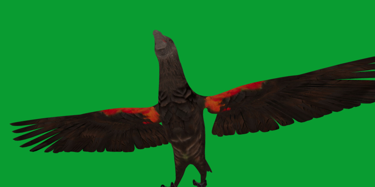 Pesquet Dracula Parrot Bird Low-poly 3D model_44
