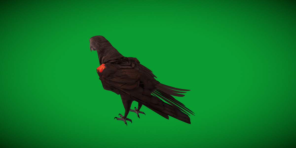 Pesquet Dracula Parrot Bird Low-poly 3D model_41