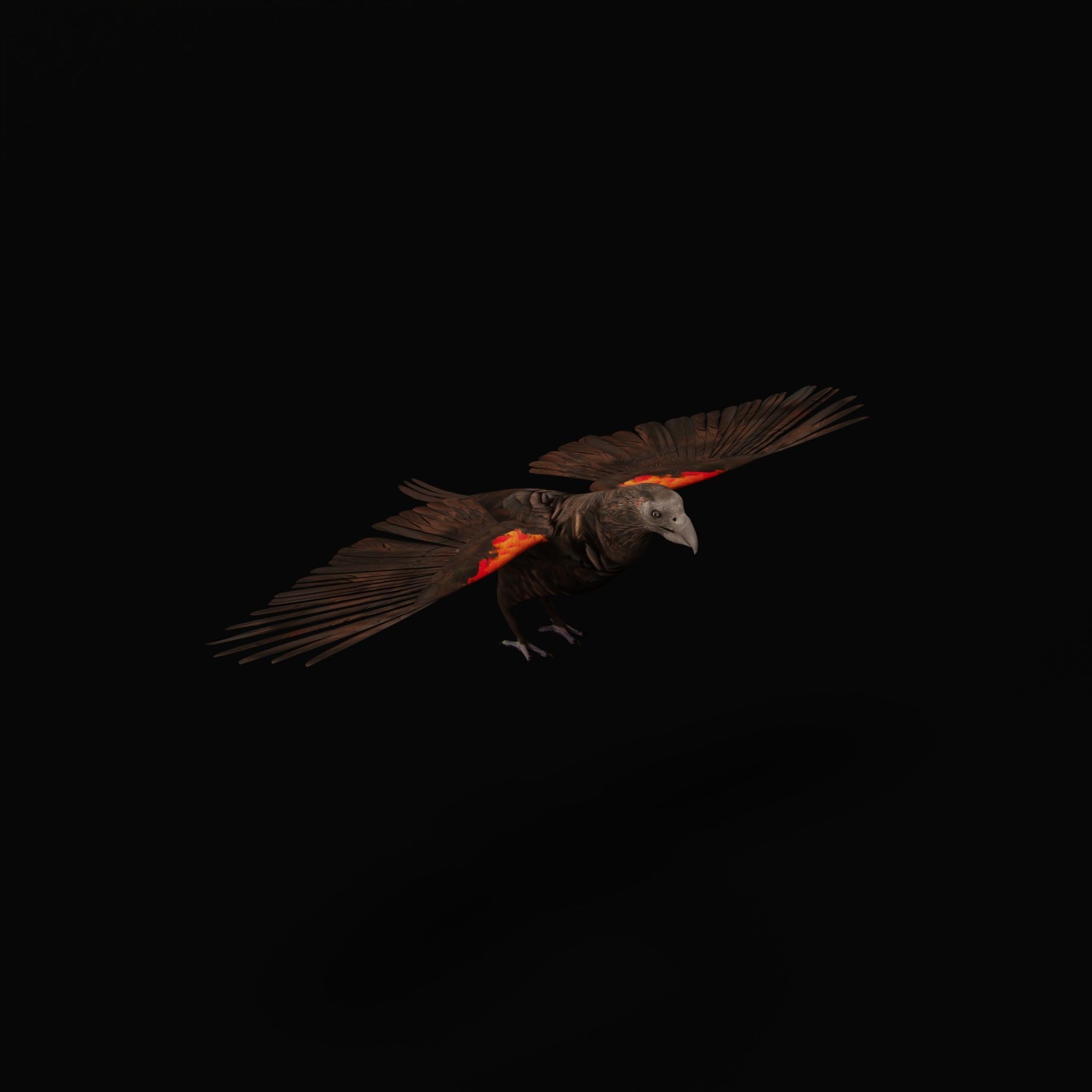 Pesquet Dracula Parrot Bird Low-poly 3D model_55
