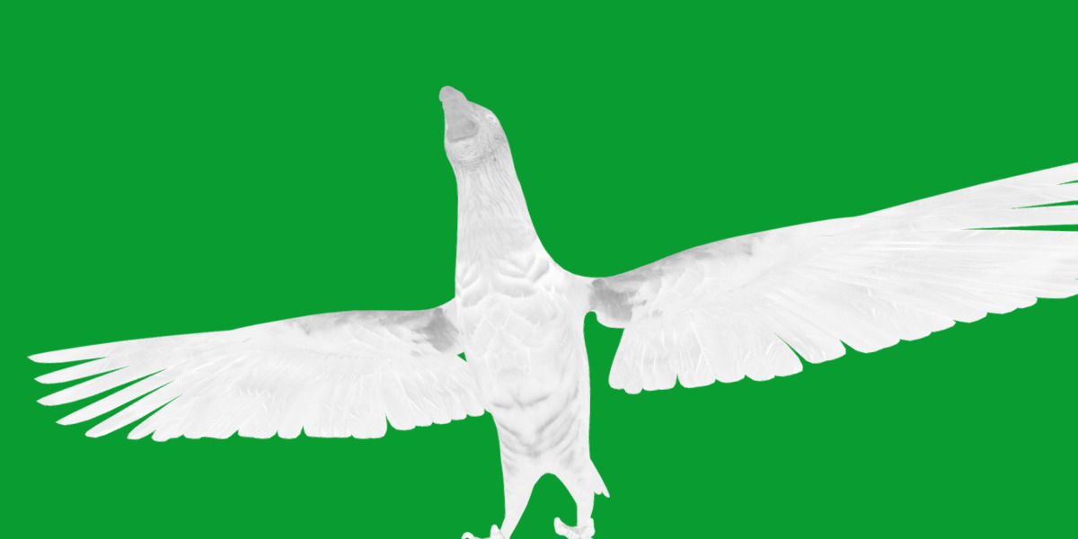 Pesquet Dracula Parrot Bird Low-poly 3D model_31