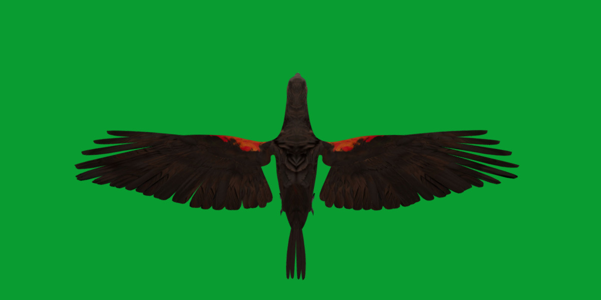 Pesquet Dracula Parrot Bird Low-poly 3D model_39