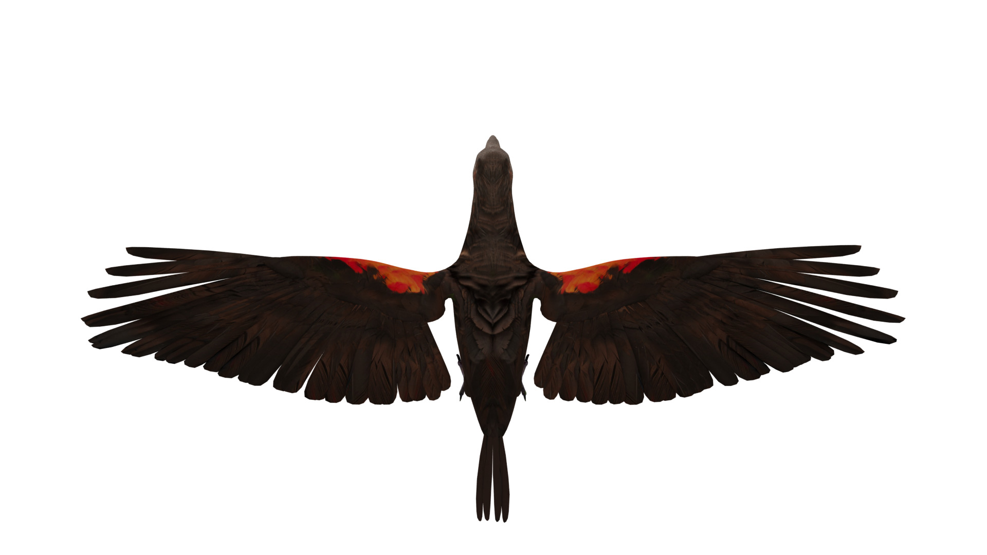 Pesquet Dracula Parrot Bird Low-poly 3D model_46