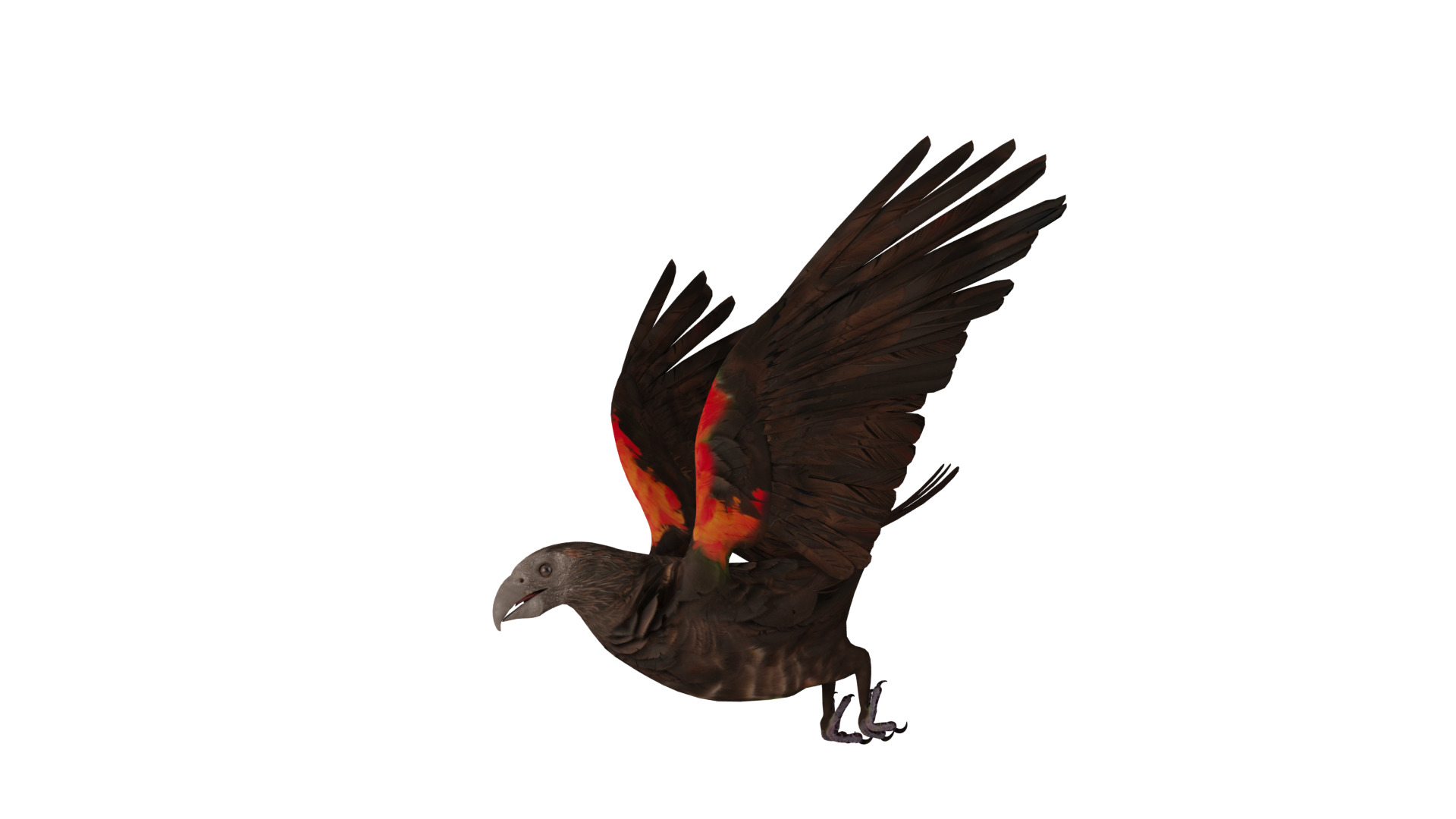Pesquet Dracula Parrot Bird Low-poly 3D model_43