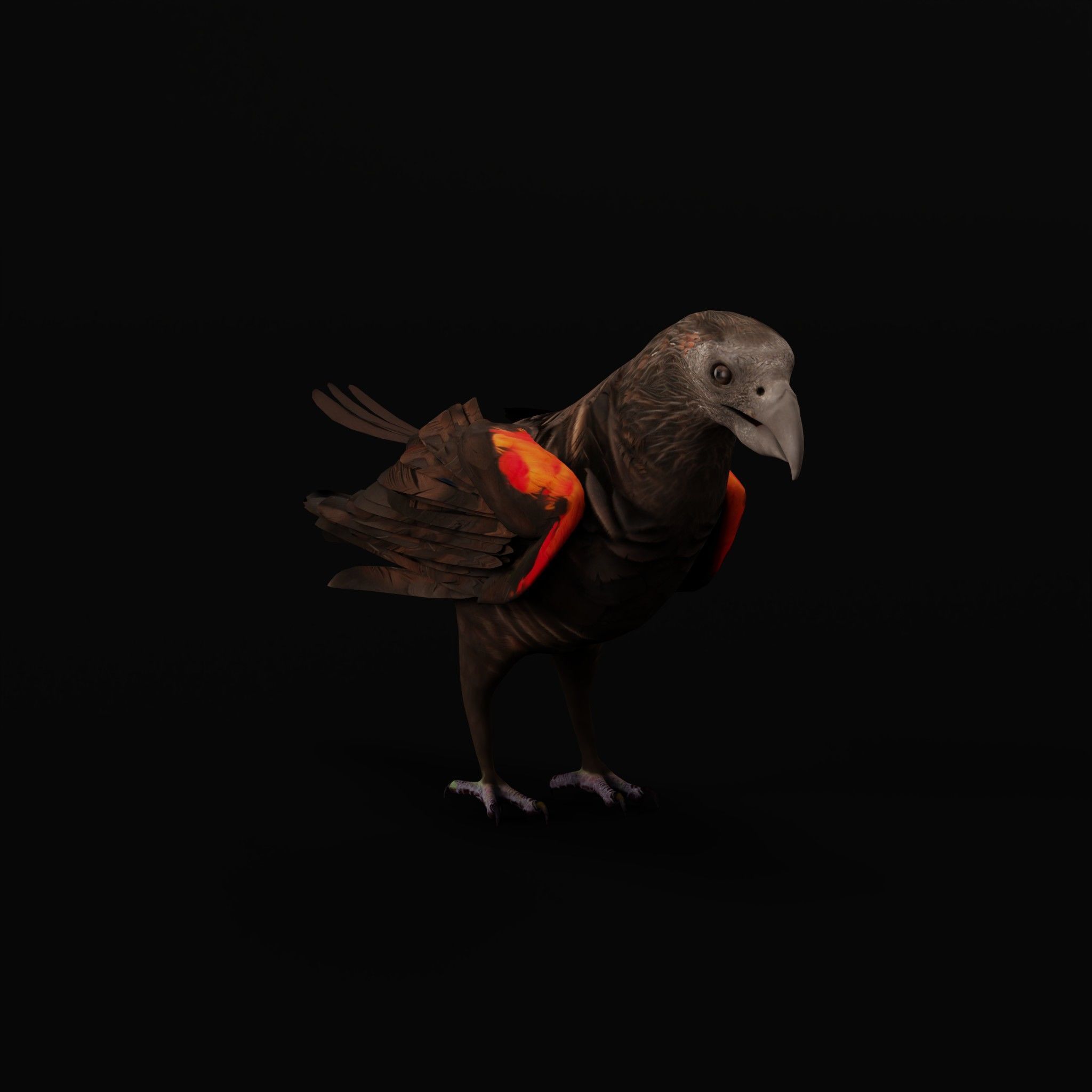Pesquet Dracula Parrot Bird Low-poly 3D model_56