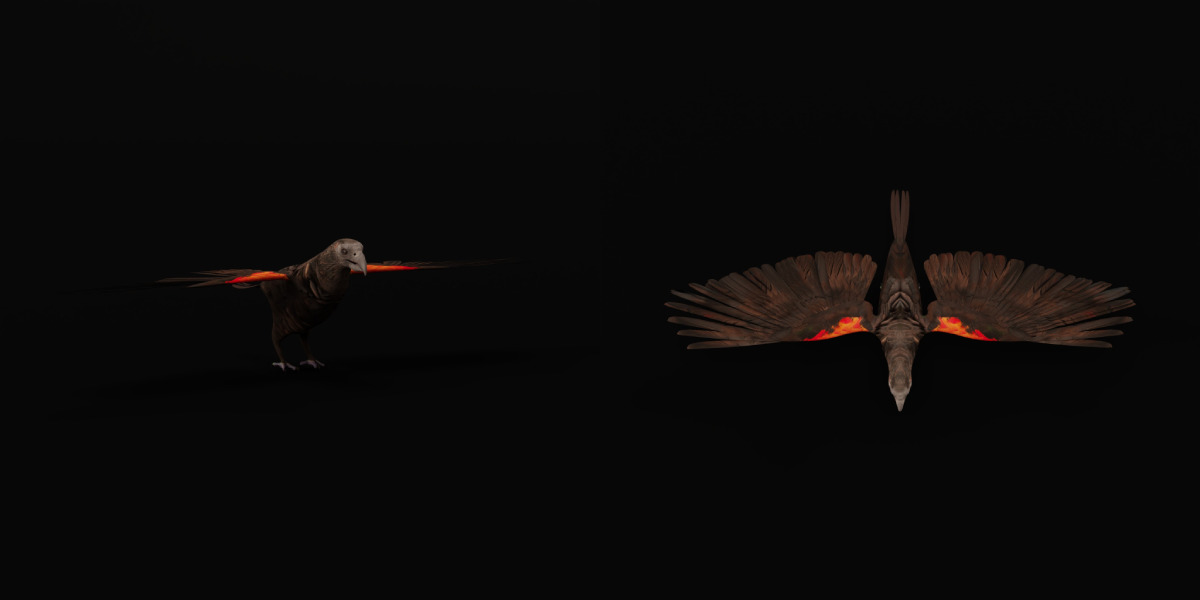 Pesquet Dracula Parrot Bird Low-poly 3D model_19