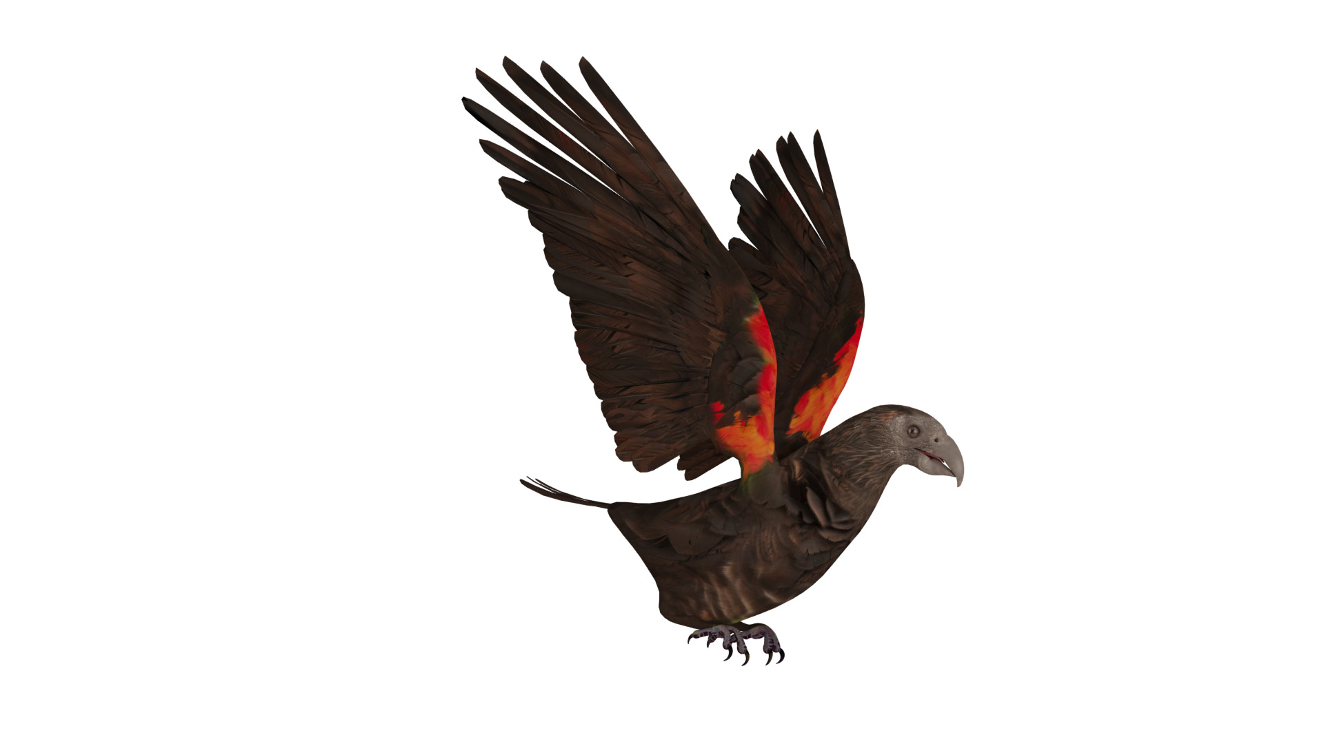 Pesquet Dracula Parrot Bird Low-poly 3D model_20
