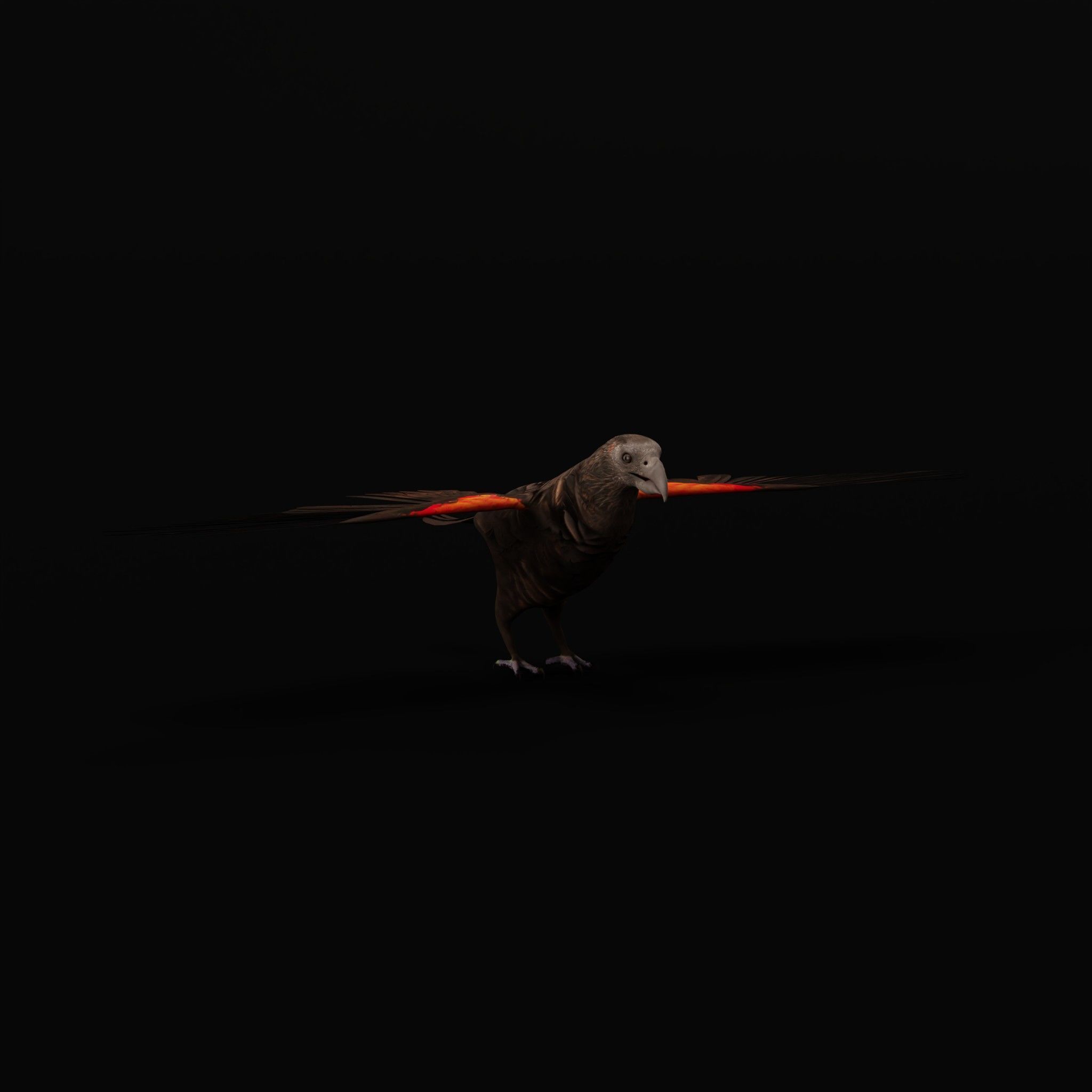 Pesquet Dracula Parrot Bird Low-poly 3D model_53