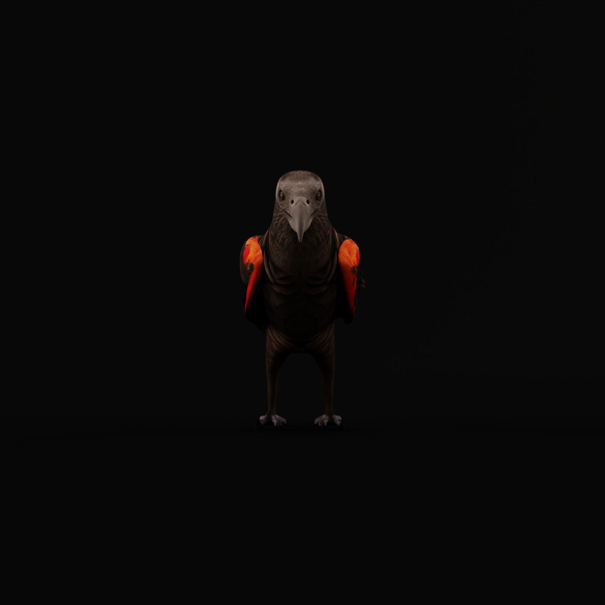 Pesquet Dracula Parrot Bird Low-poly 3D model_48