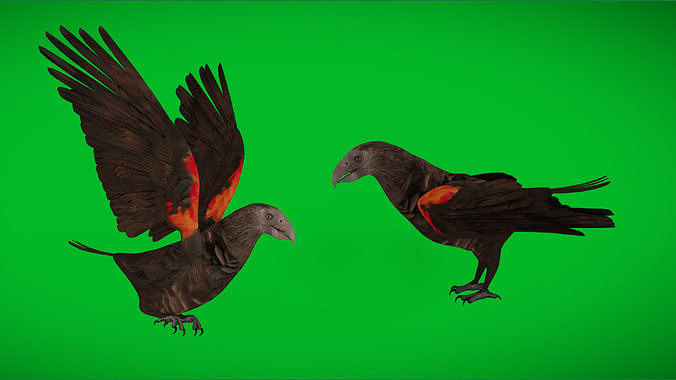 Pesquet Dracula Parrot Bird Low-poly 3D model