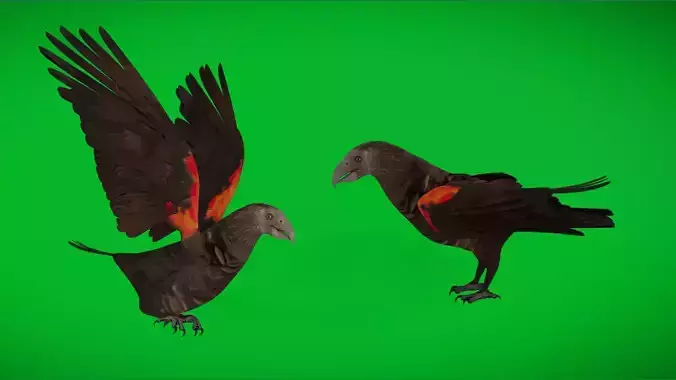 Pesquet Dracula Parrot Bird