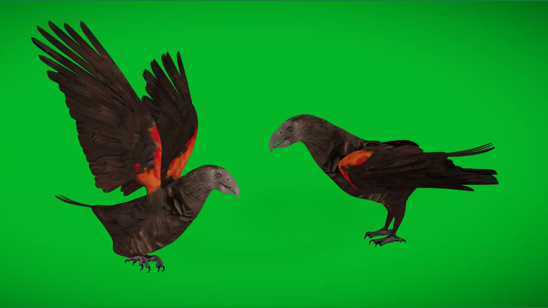 Pesquet Dracula Parrot Bird Low-poly 3D model_0