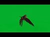 Pesquet Dracula Parrot Bird Low-poly 3D model_1