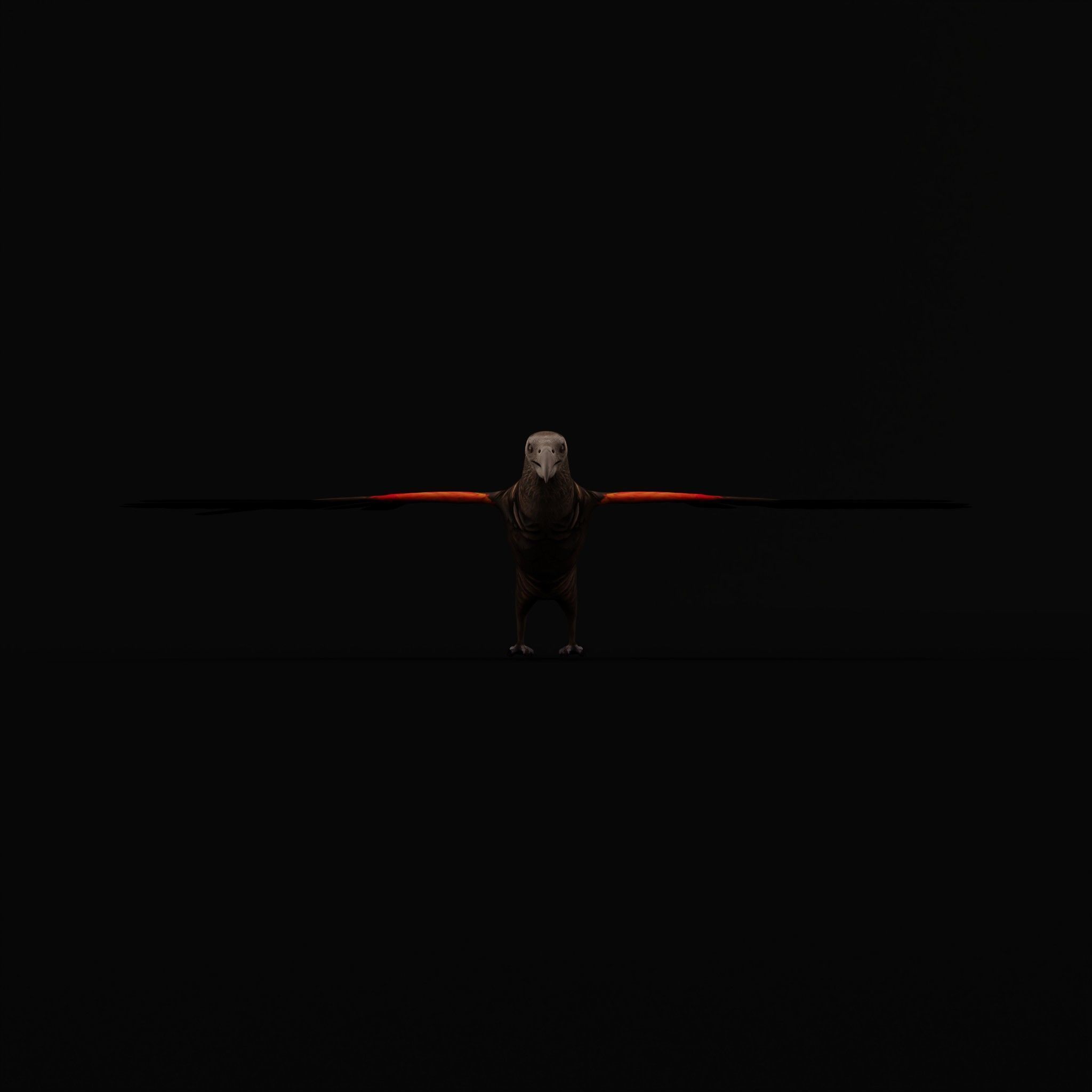 Pesquet Dracula Parrot Bird Low-poly 3D model_52