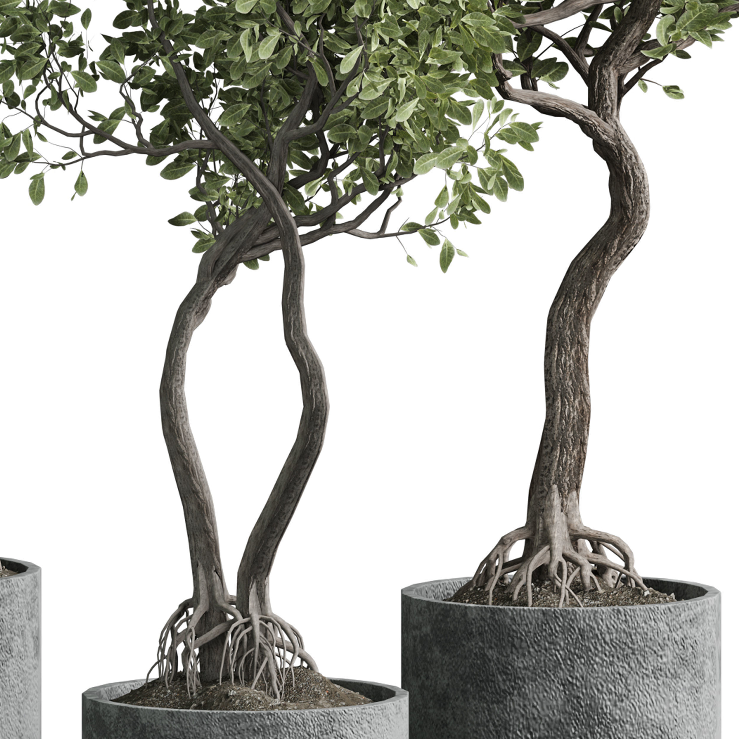 Indoor plant 03 3D model_2