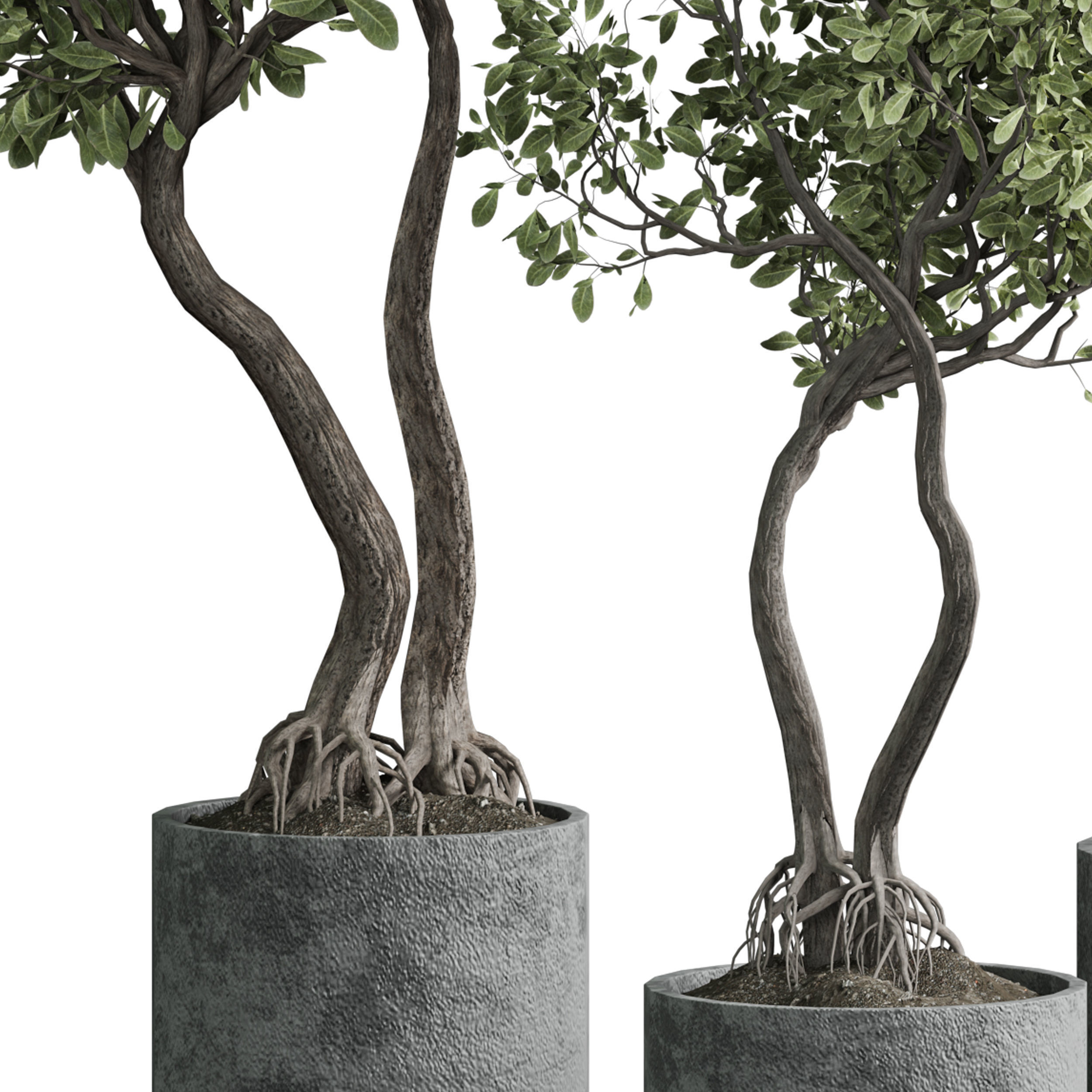 Indoor plant 03 3D model_1