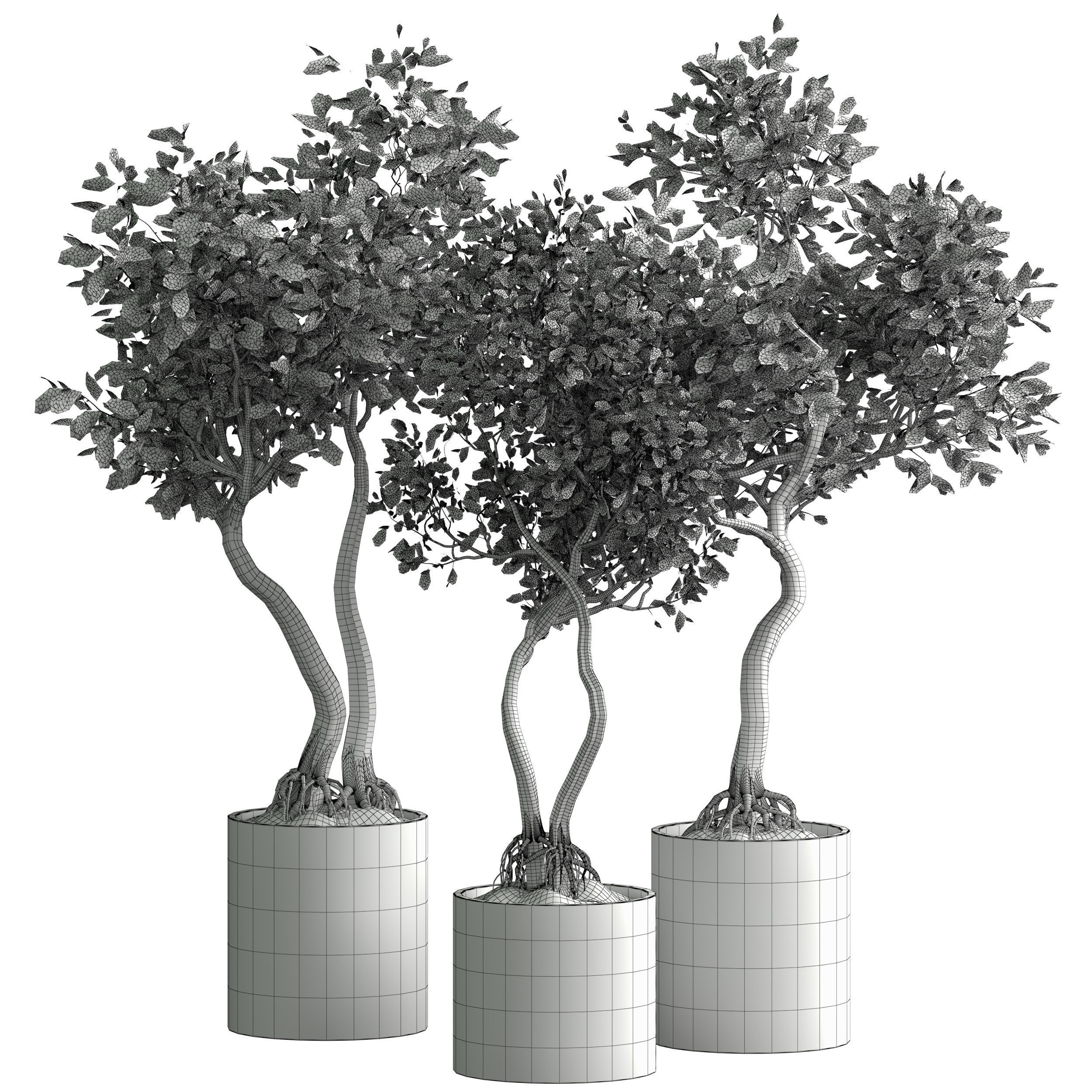 Indoor plant 03 3D model_3