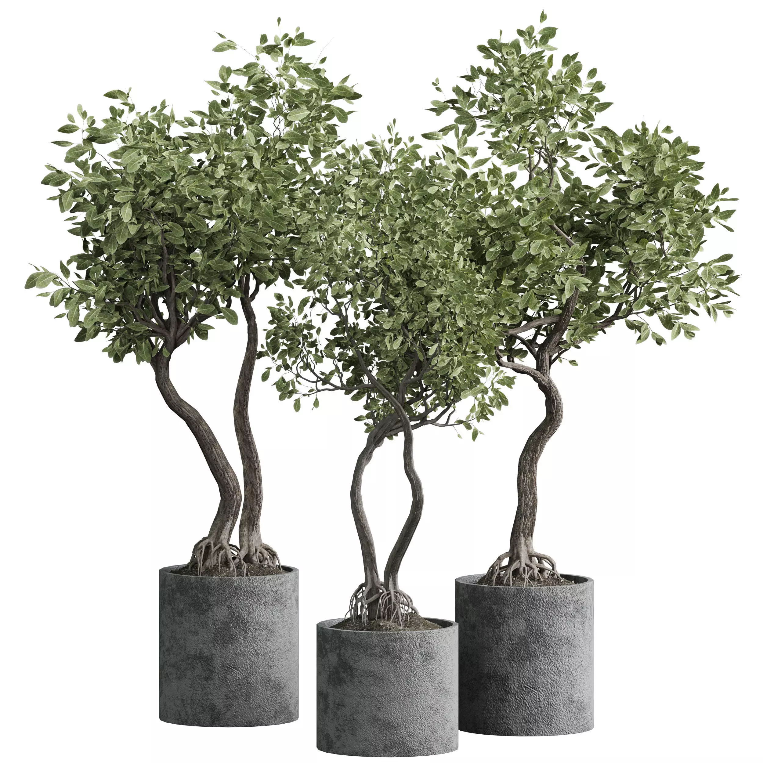 Indoor plant 03 3D model_0