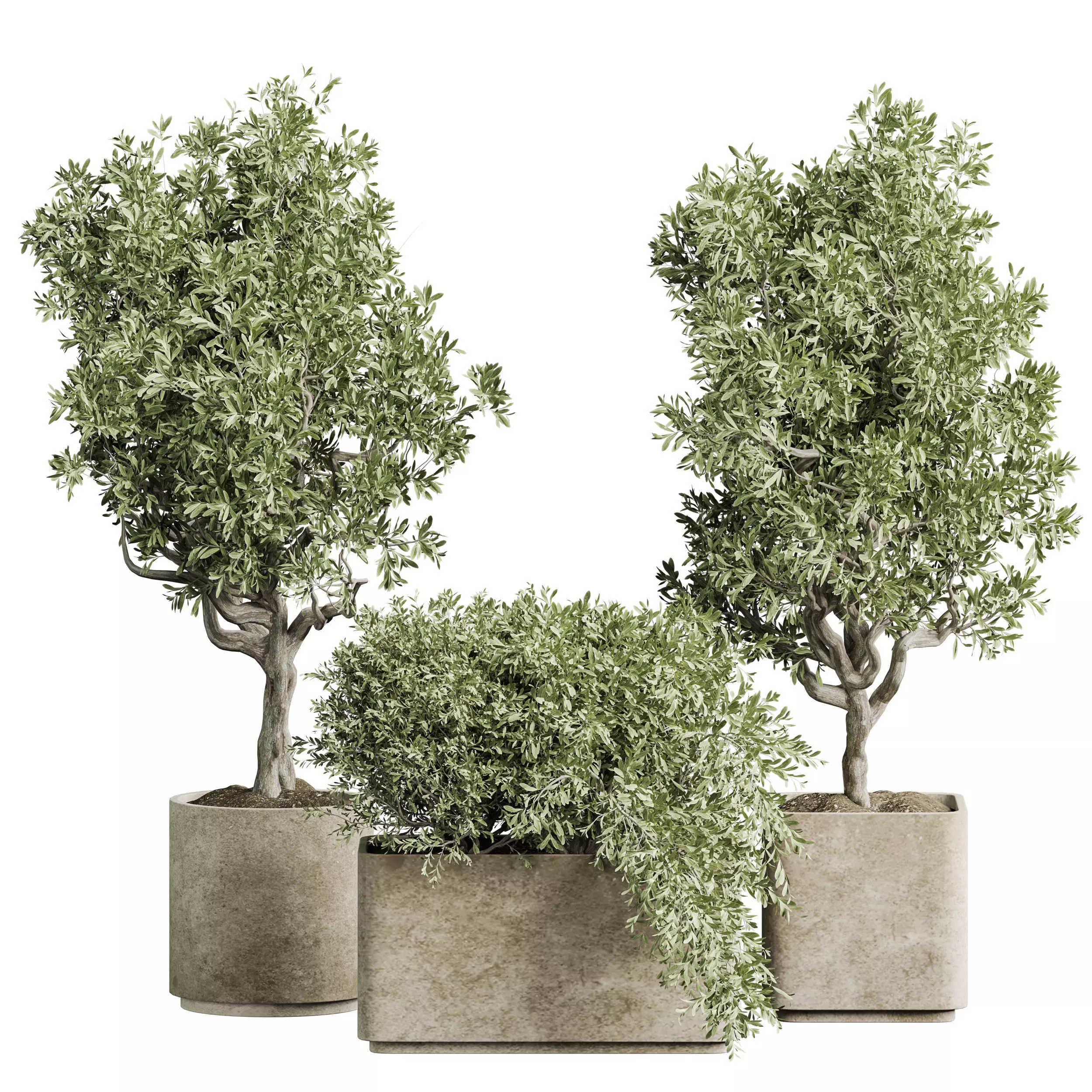 Indoor plant 04 3D model_0