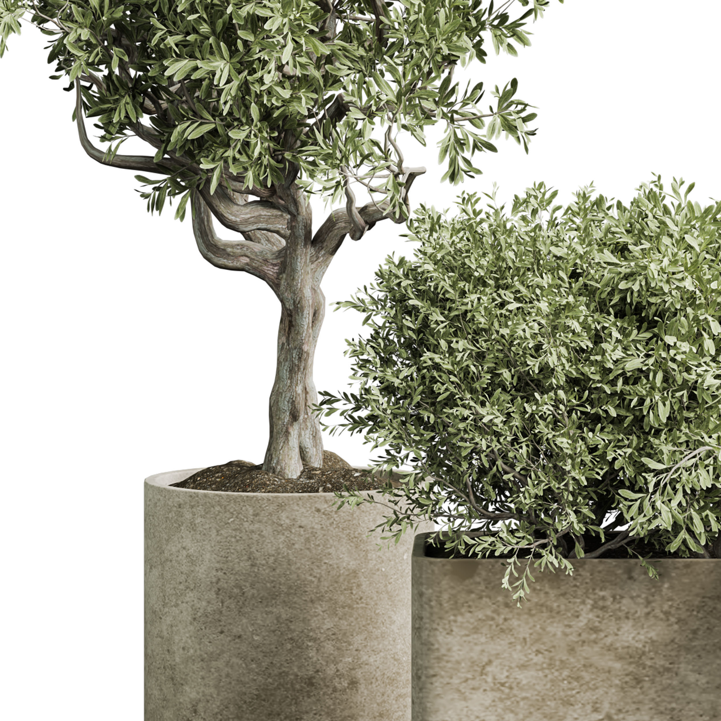 Indoor plant 04 3D model_1