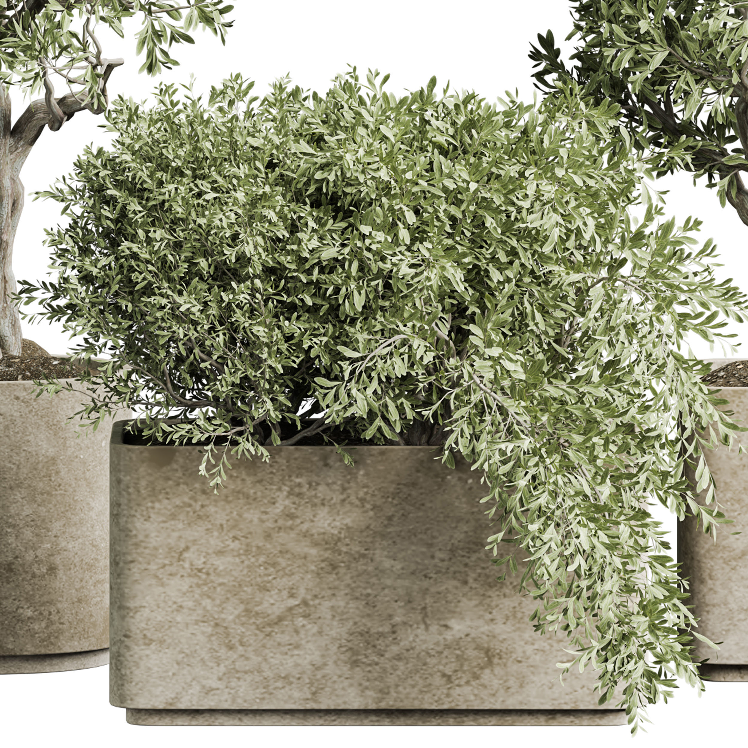 Indoor plant 04 3D model_2