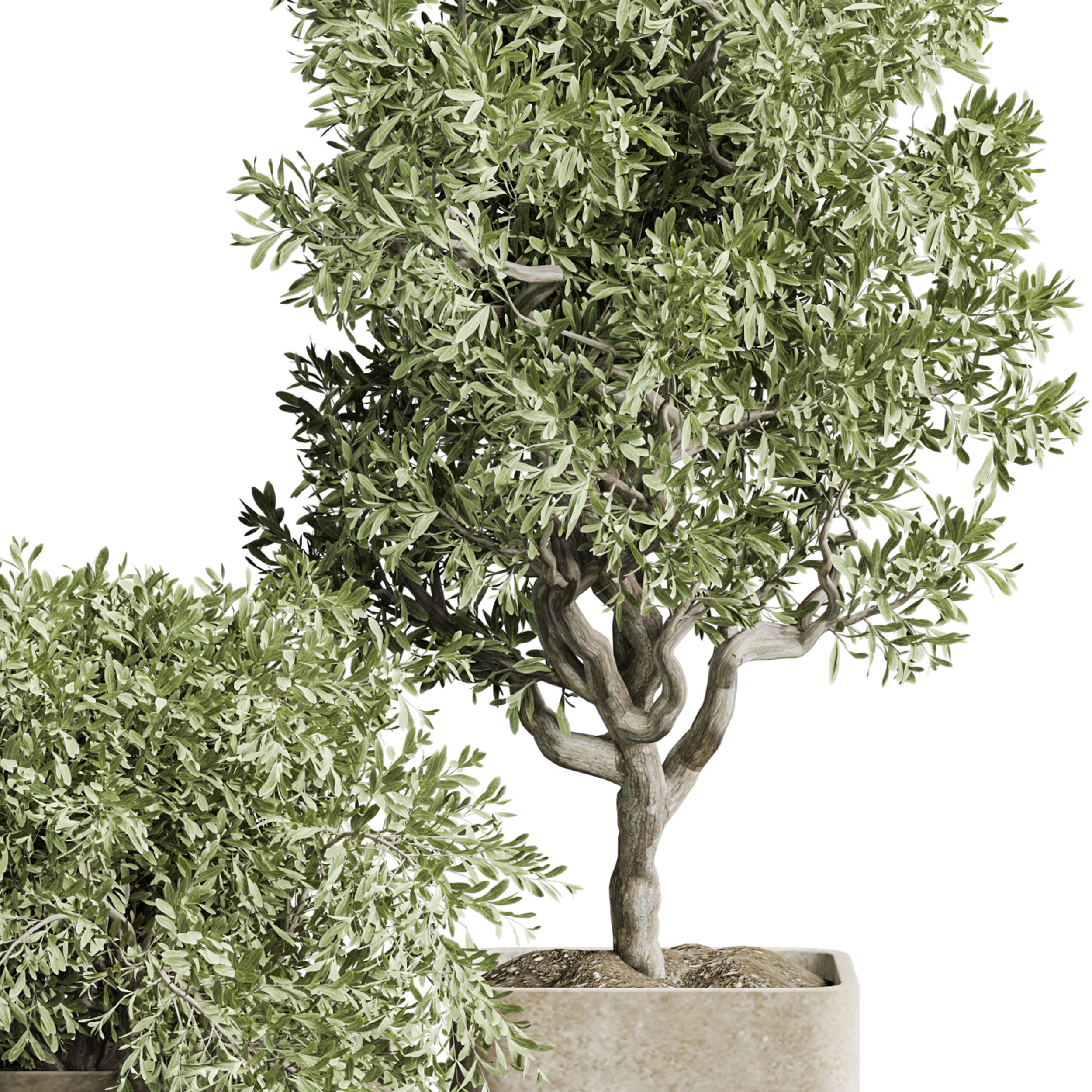 Indoor plant 04 3D model_3