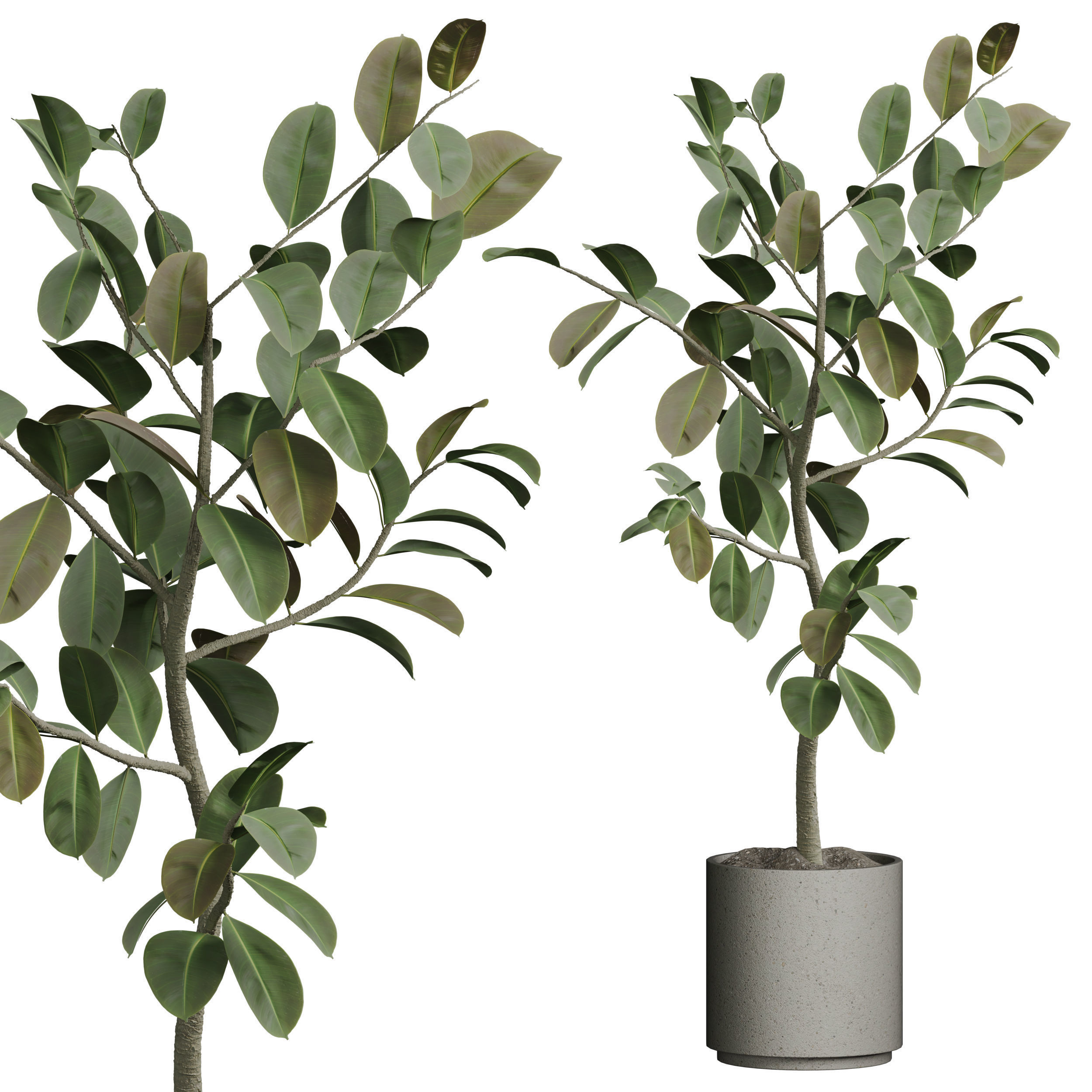 Indoor plant 05 3D model_2