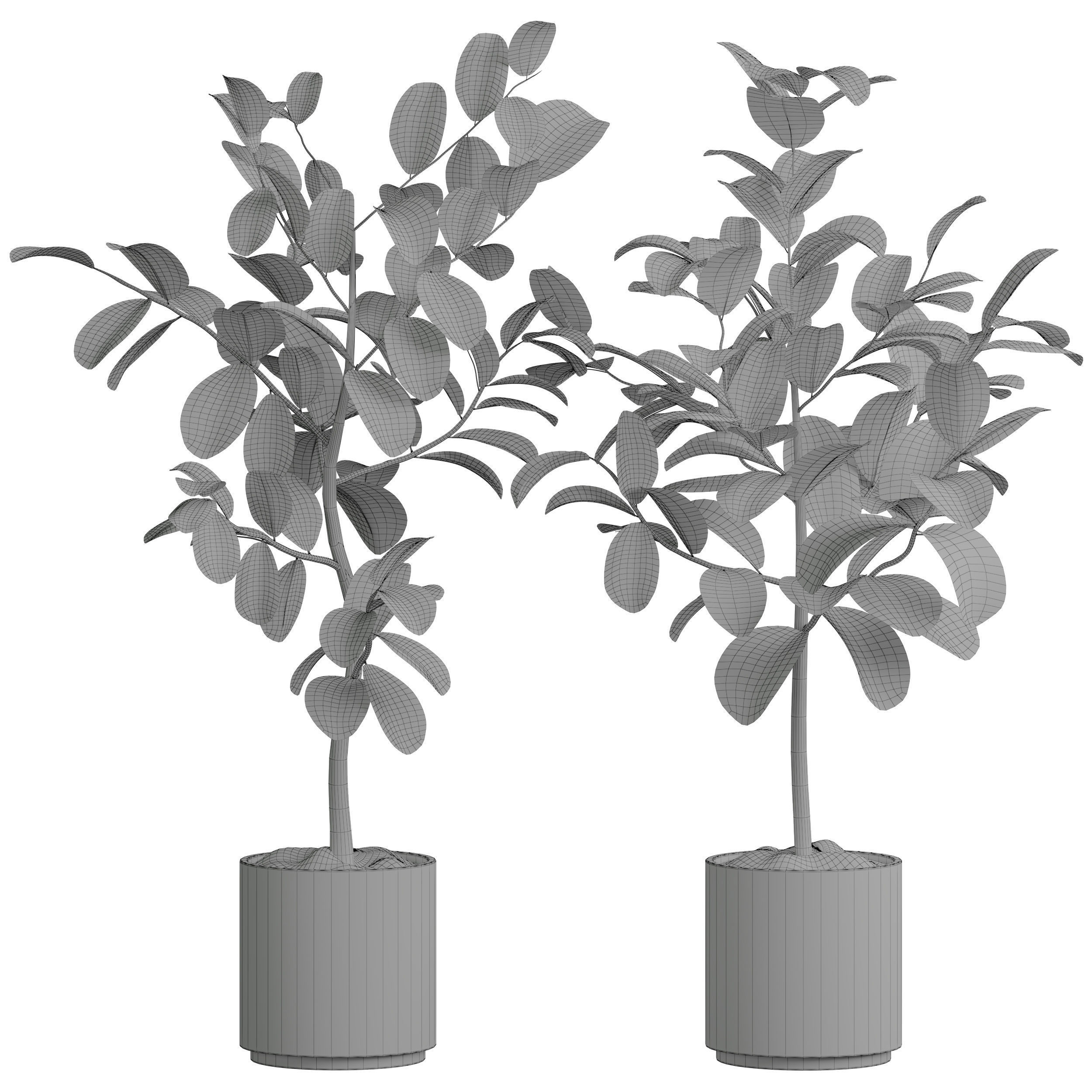 Indoor plant 05 3D model_3