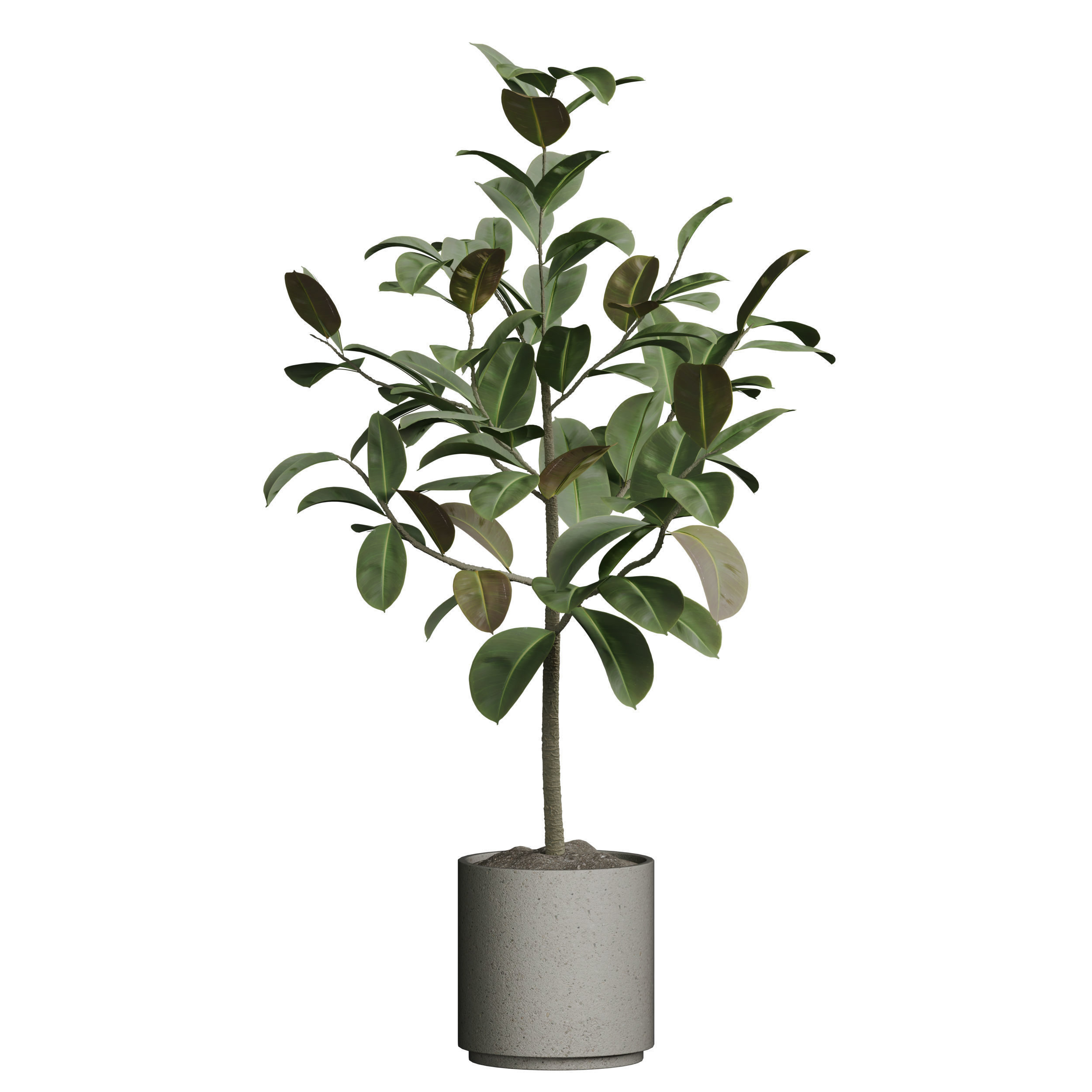 Indoor plant 05 3D model_1