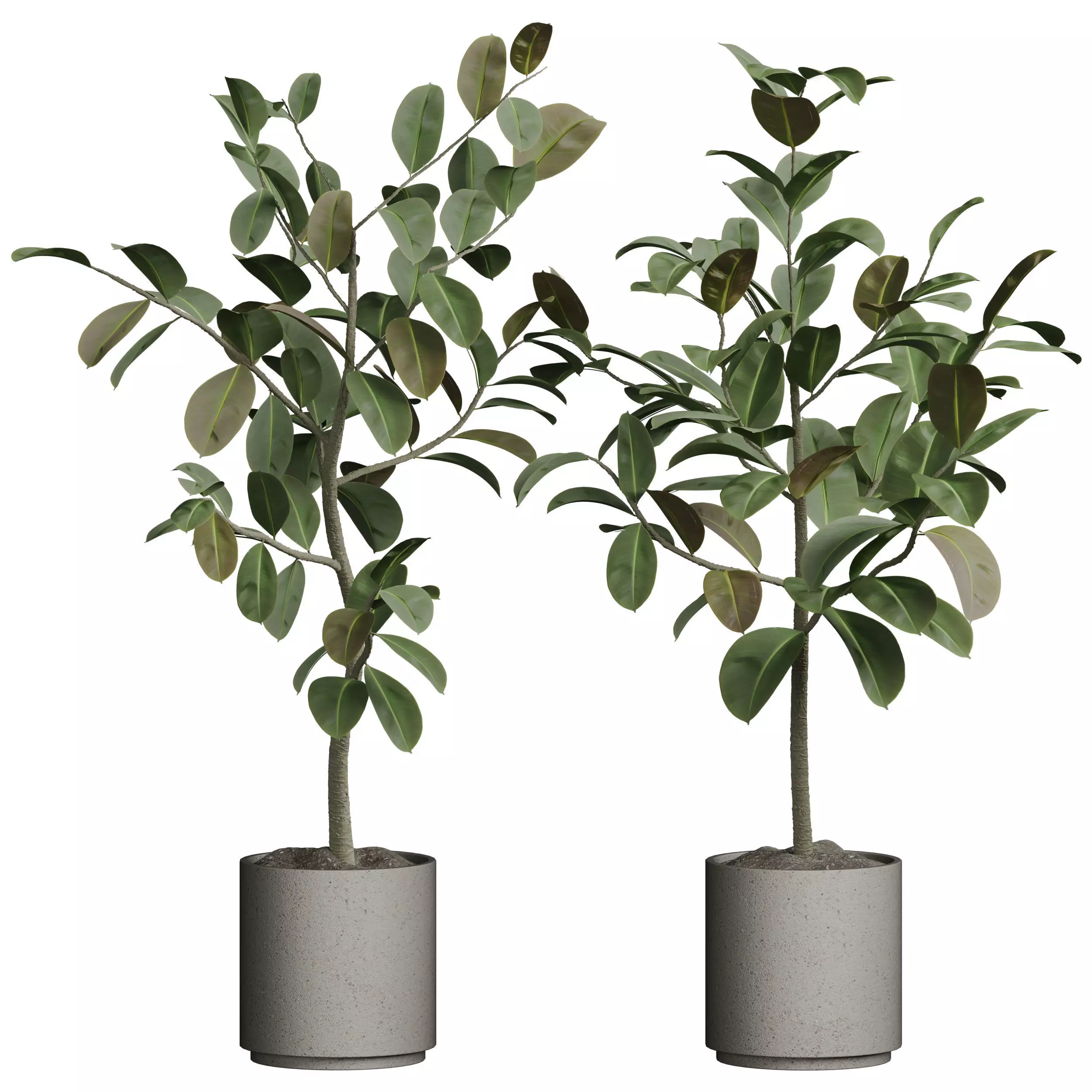 Indoor plant 05 3D model_0