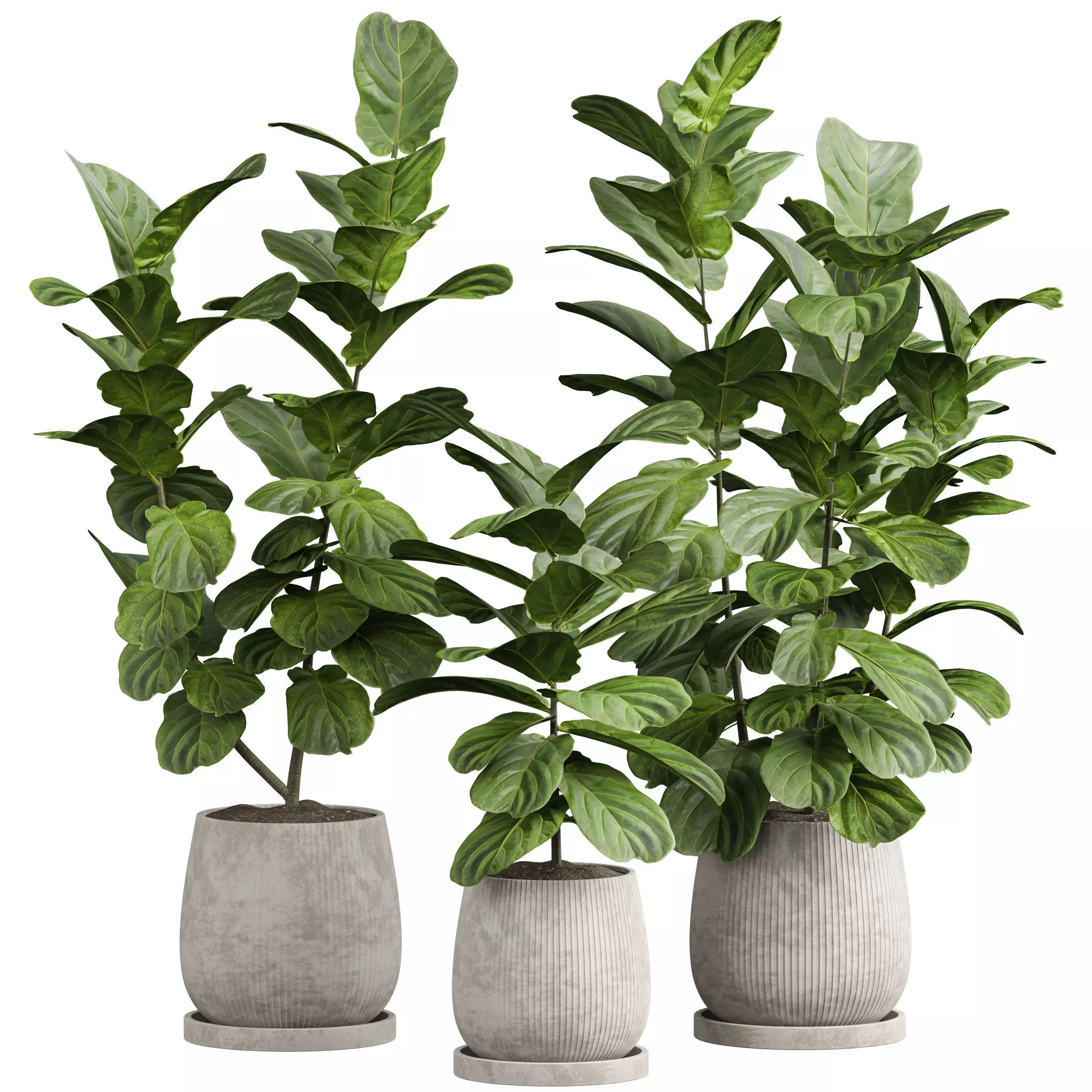 Indoor plant 06 3D model_0