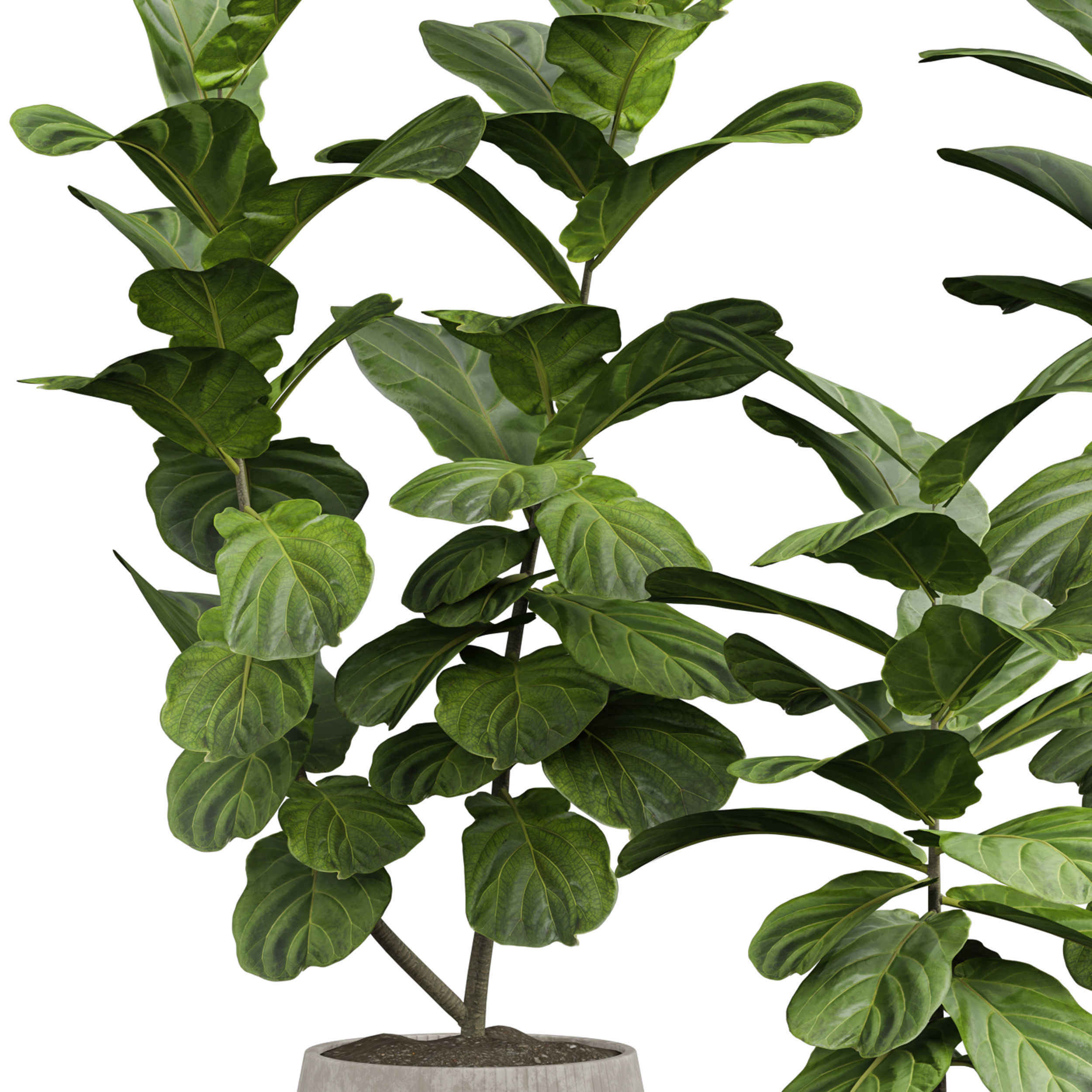 Indoor plant 06 3D model_2