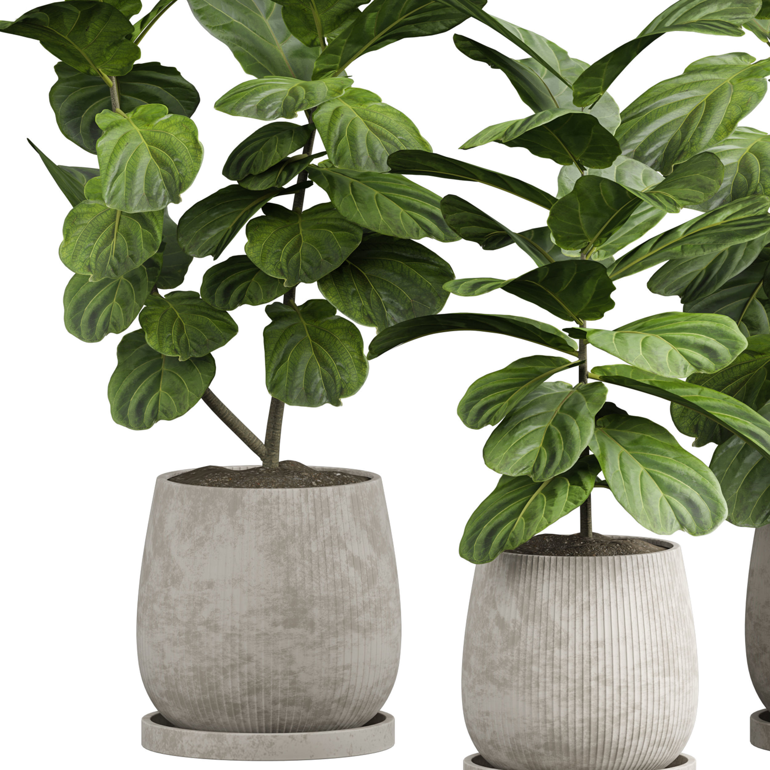 Indoor plant 06 3D model_3