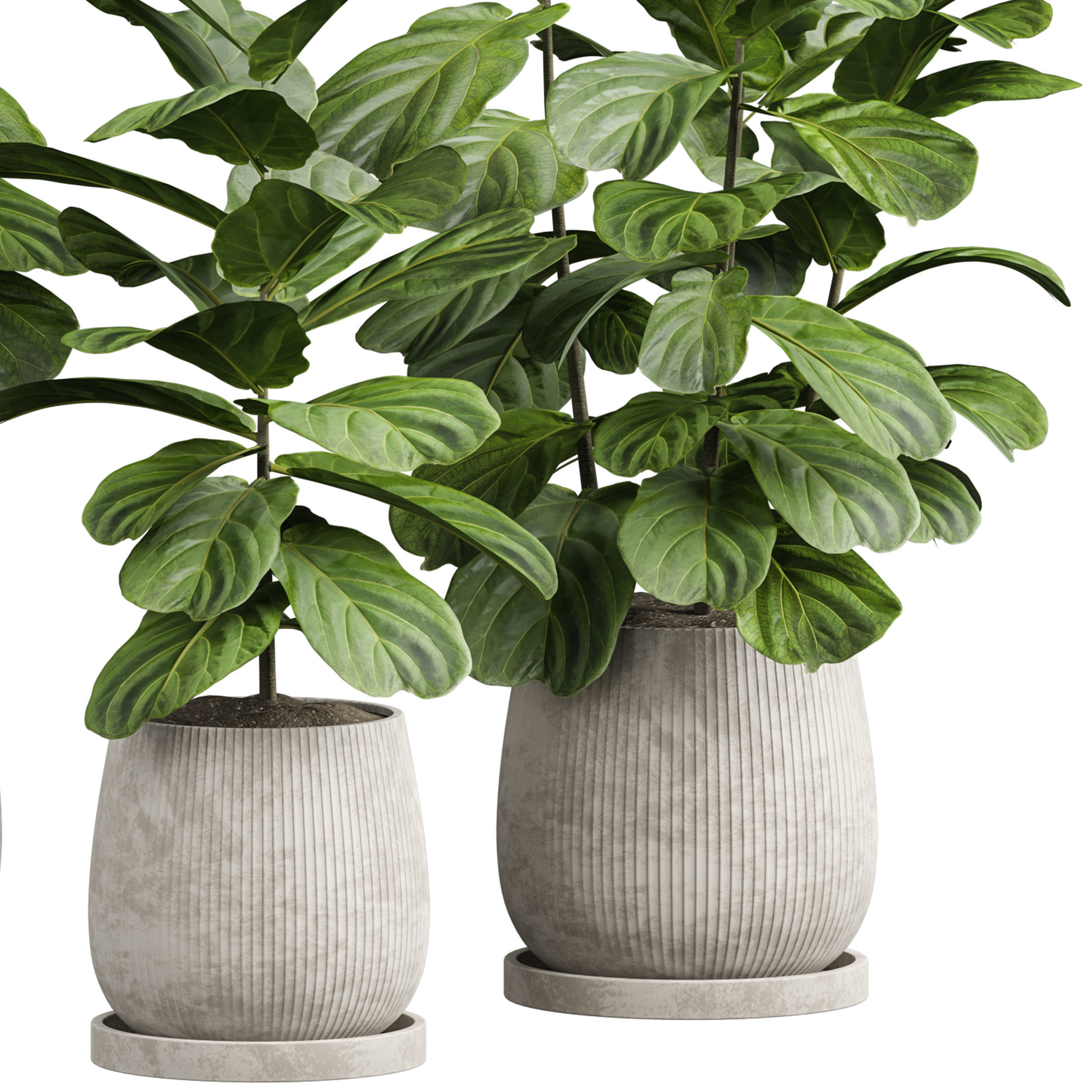 Indoor plant 06 3D model_1