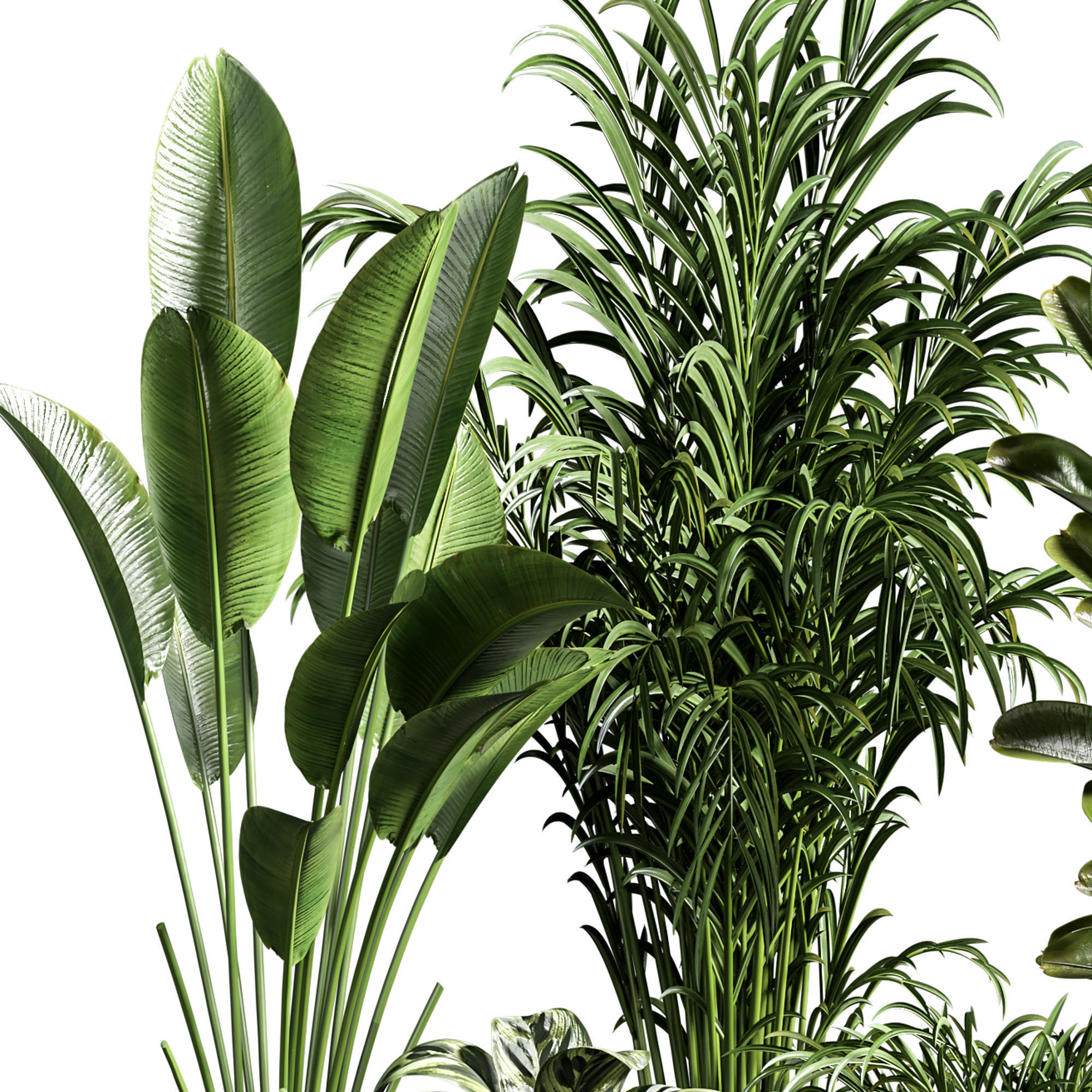 Indoor plant 11 3D model_1