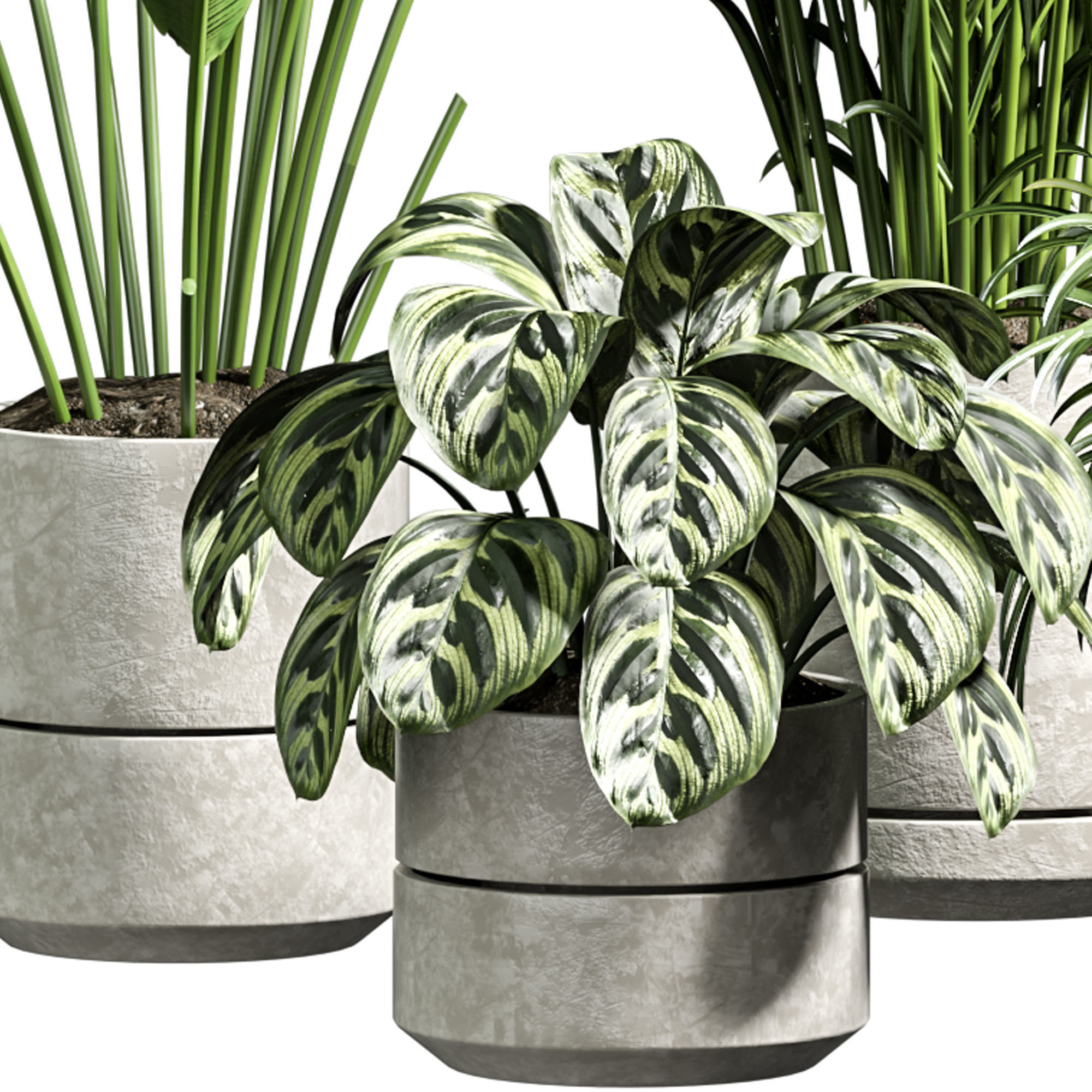 Indoor plant 11 3D model_3