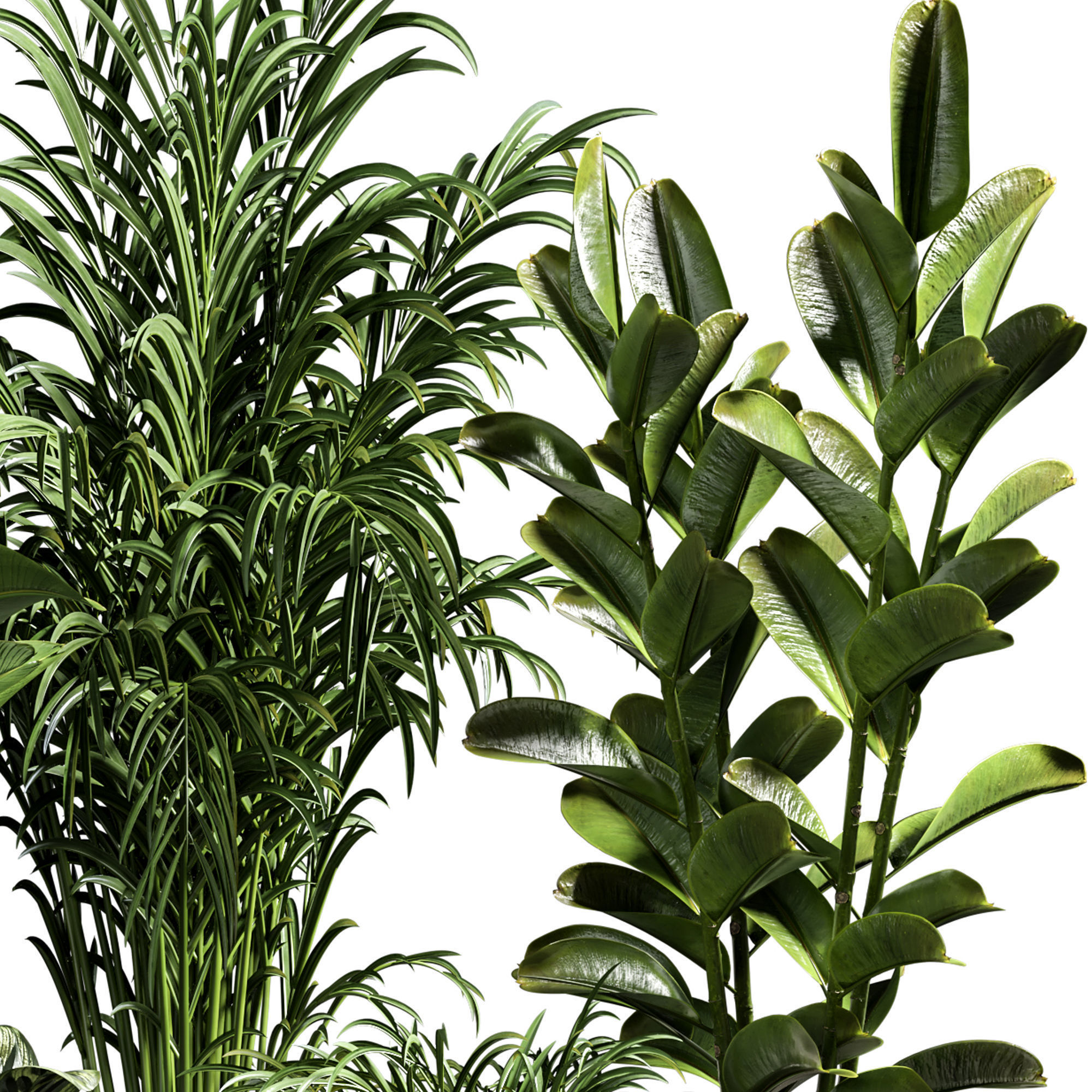 Indoor plant 11 3D model_2
