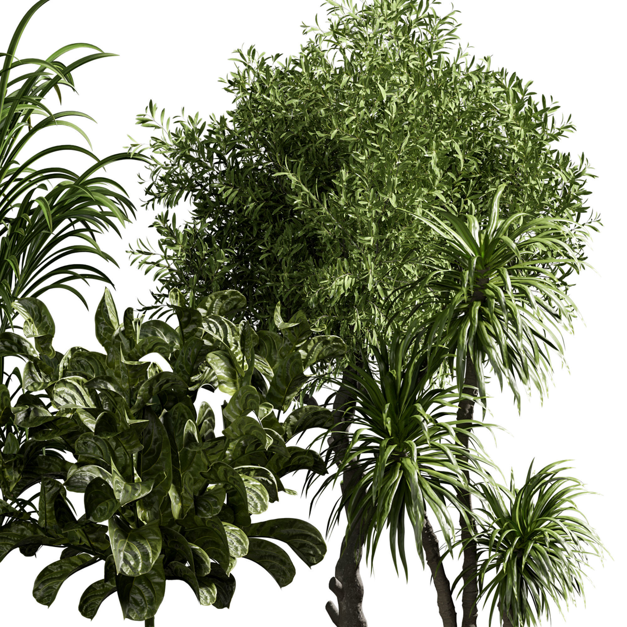 Indoor plant 13 3D model_2