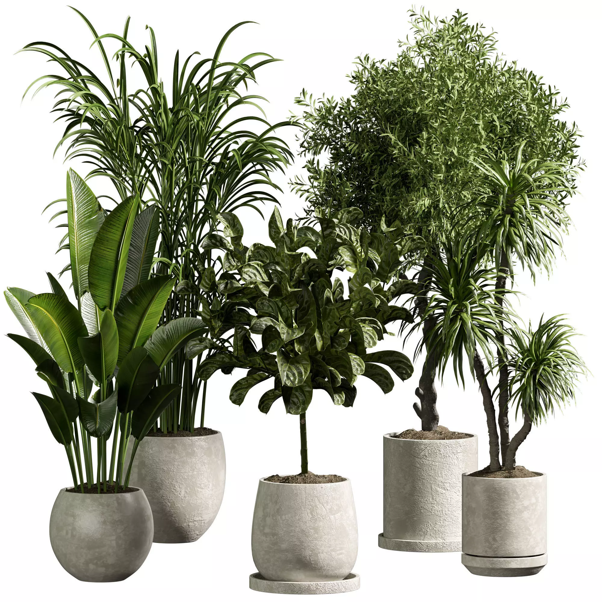 Indoor plant 13 3D model_0