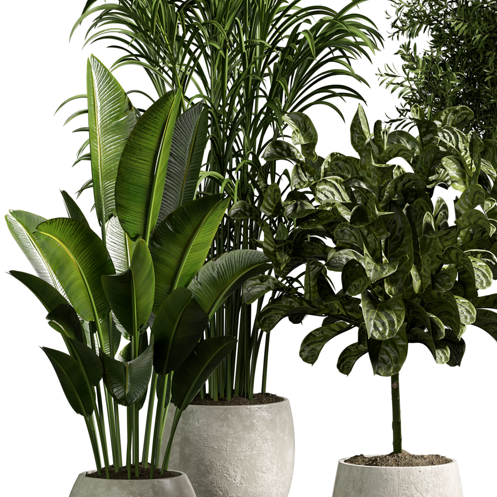 Indoor plant 13 3D model_1