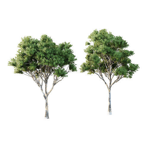 Sydney Blue Gum Tree 01 3D model